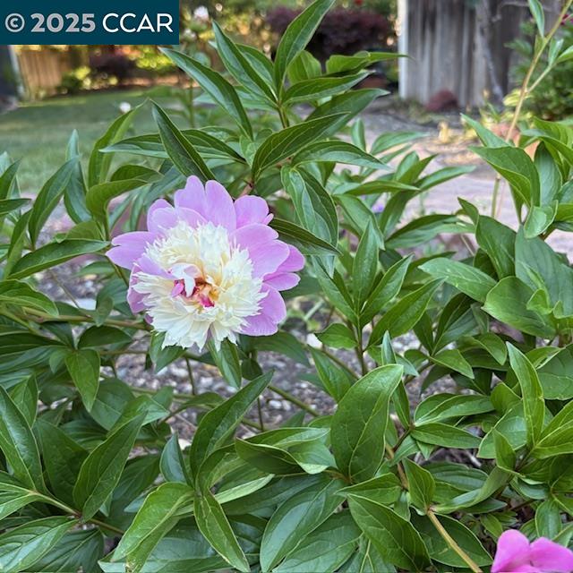 2150 Whyte Park Ave, Walnut Creek, California 94595, 3 Bedrooms Bedrooms, 8 Rooms Rooms,2 BathroomsBathrooms,Residential Lease,For Rent,2150 Whyte Park Ave,41096093