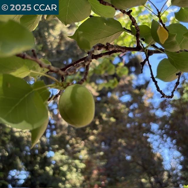 2150 Whyte Park Ave, Walnut Creek, California 94595, 3 Bedrooms Bedrooms, 8 Rooms Rooms,2 BathroomsBathrooms,Residential Lease,For Rent,2150 Whyte Park Ave,41096093
