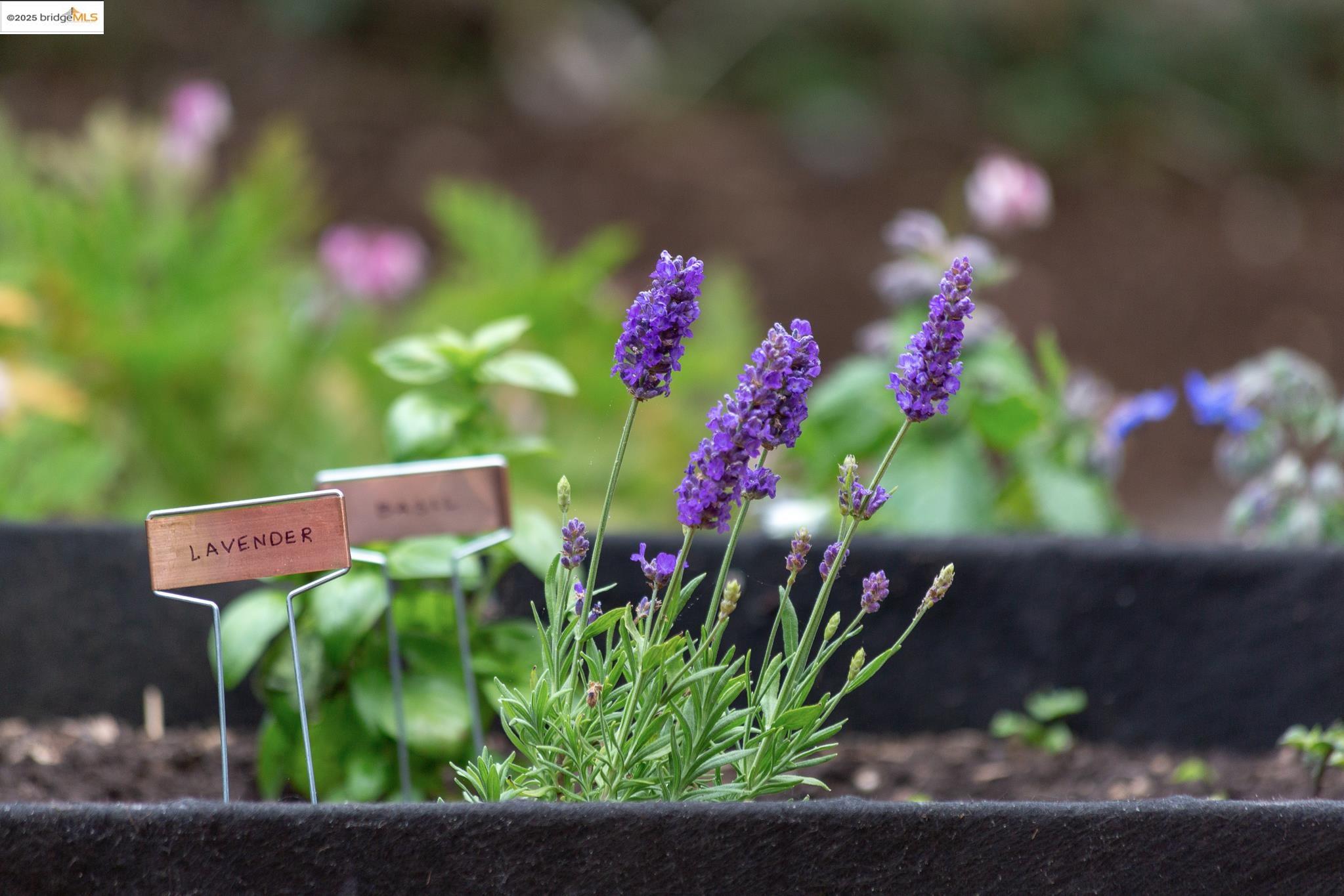Detail Gallery Image 37 of 39 For 1110 Chaucer St, Berkeley,  CA 94702 - 2 Beds | 2 Baths