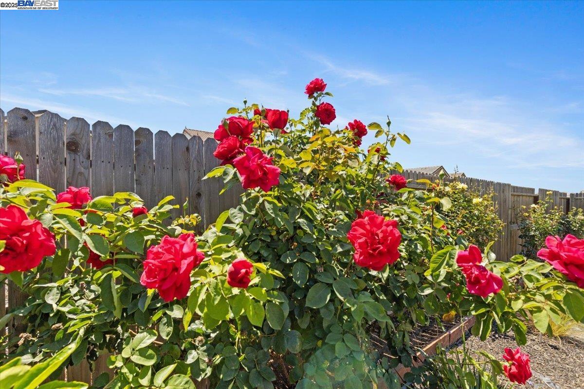 Detail Gallery Image 30 of 37 For 946 Osprey Dr, Lathrop,  CA 95330 - 4 Beds | 2 Baths