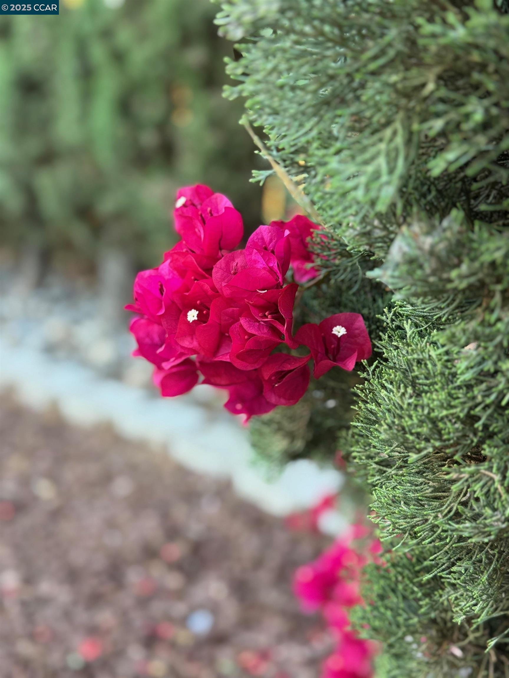 Detail Gallery Image 25 of 25 For 2139 Chestnut Dr, Pittsburg,  CA 94565 - 3 Beds | 2 Baths