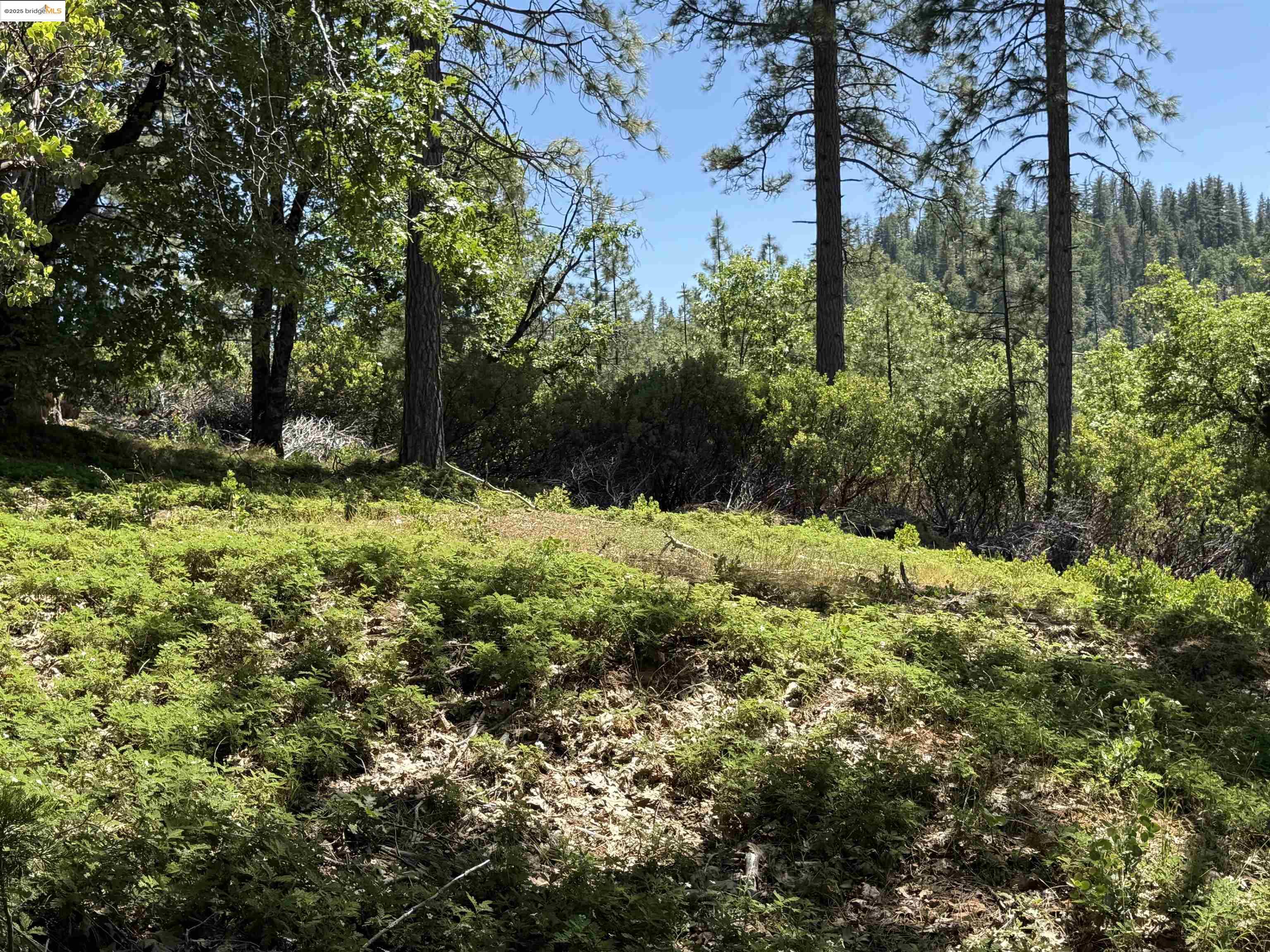 Detail Gallery Image 3 of 11 For 0000 Forest Service Road 3n50, Sonora,  CA 95370 - – Beds | – Baths