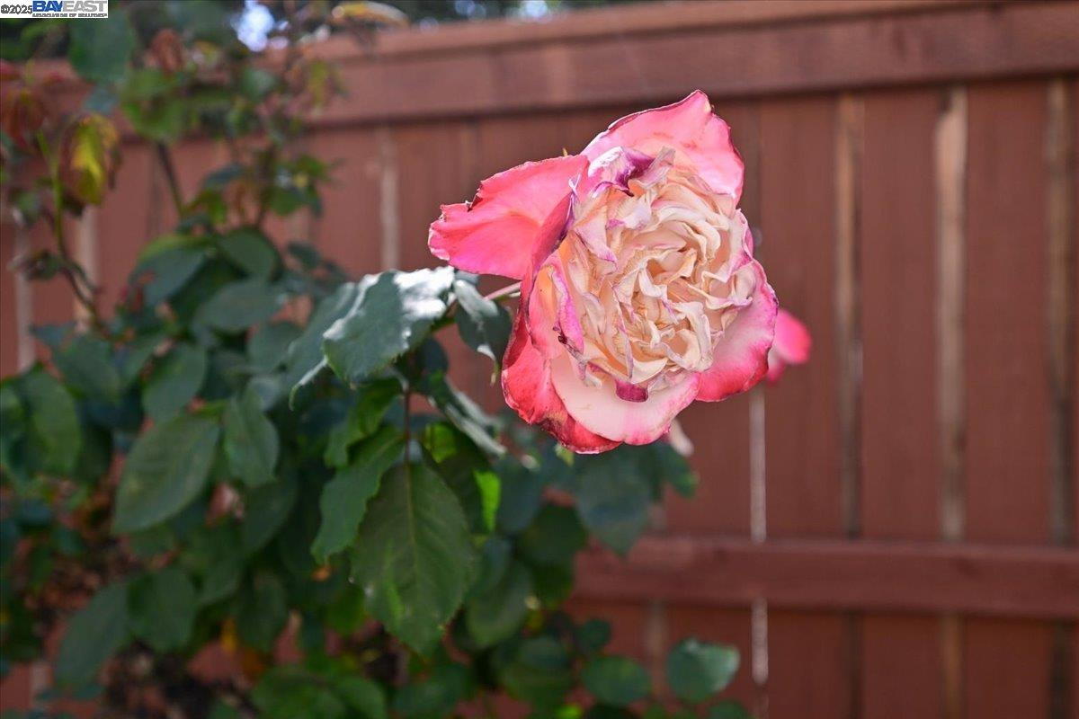 Detail Gallery Image 22 of 47 For 16230 Calypso Ct, San Leandro,  CA 94578 - 3 Beds | 2/1 Baths