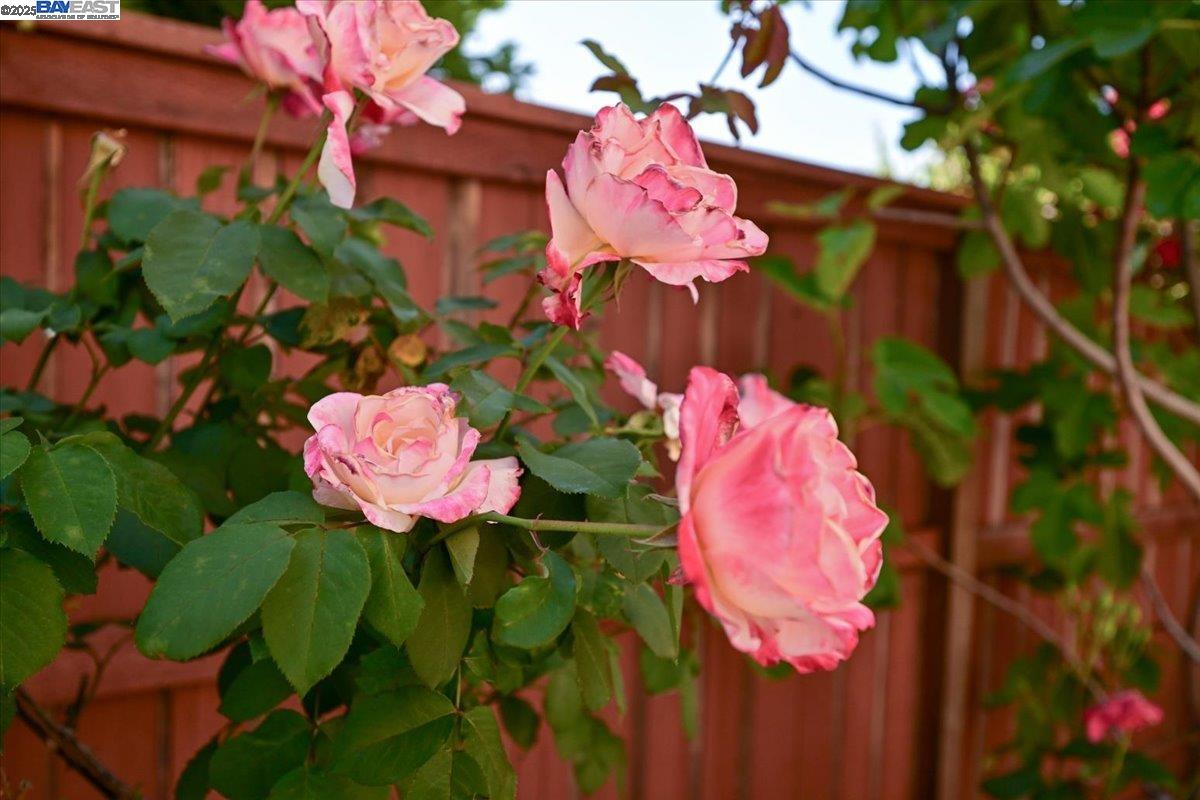 Detail Gallery Image 23 of 47 For 16230 Calypso Ct, San Leandro,  CA 94578 - 3 Beds | 2/1 Baths