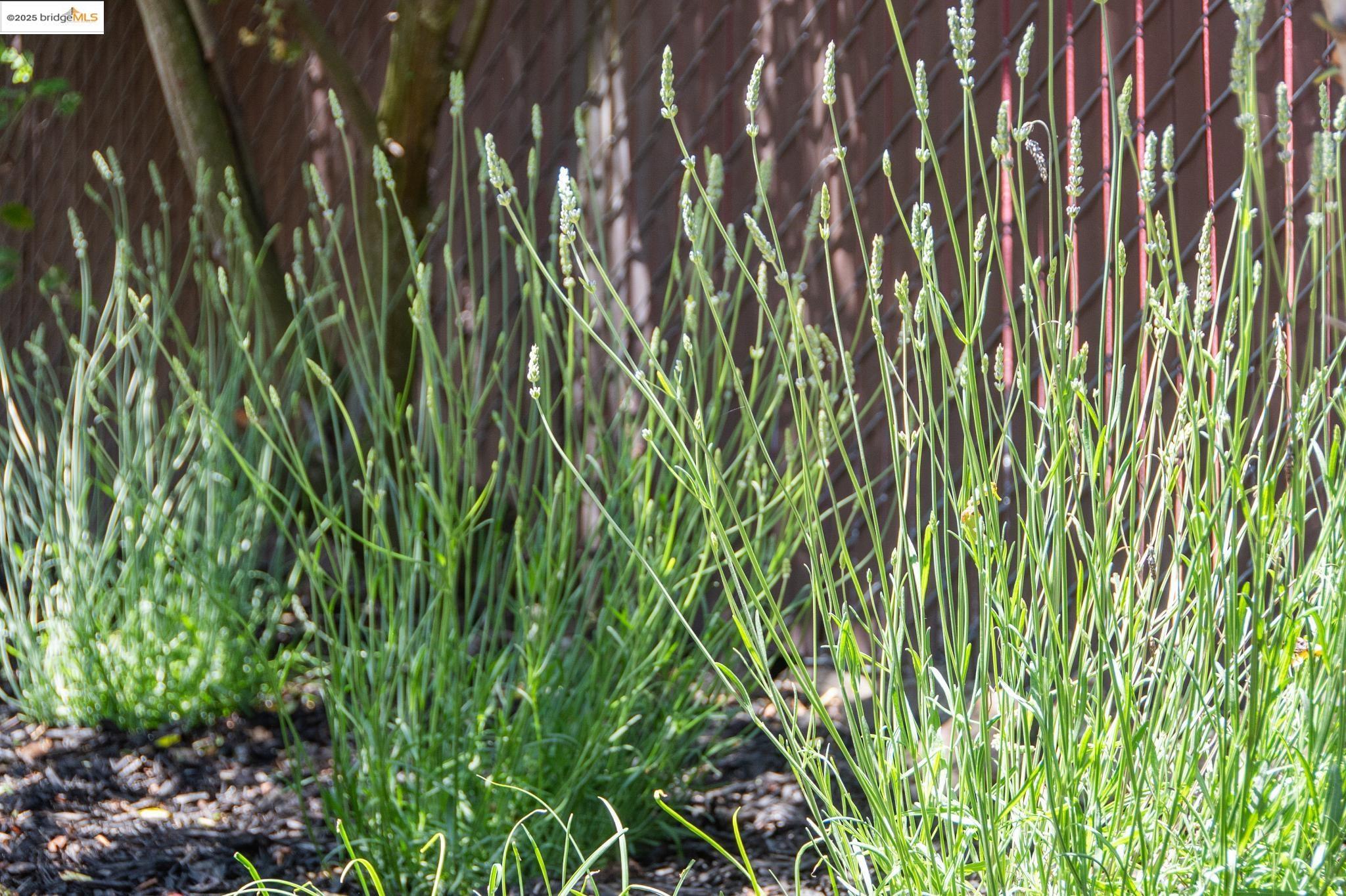 Detail Gallery Image 50 of 59 For 13185 Clairepointe Way, Oakland,  CA 94619 - 4 Beds | 2/1 Baths