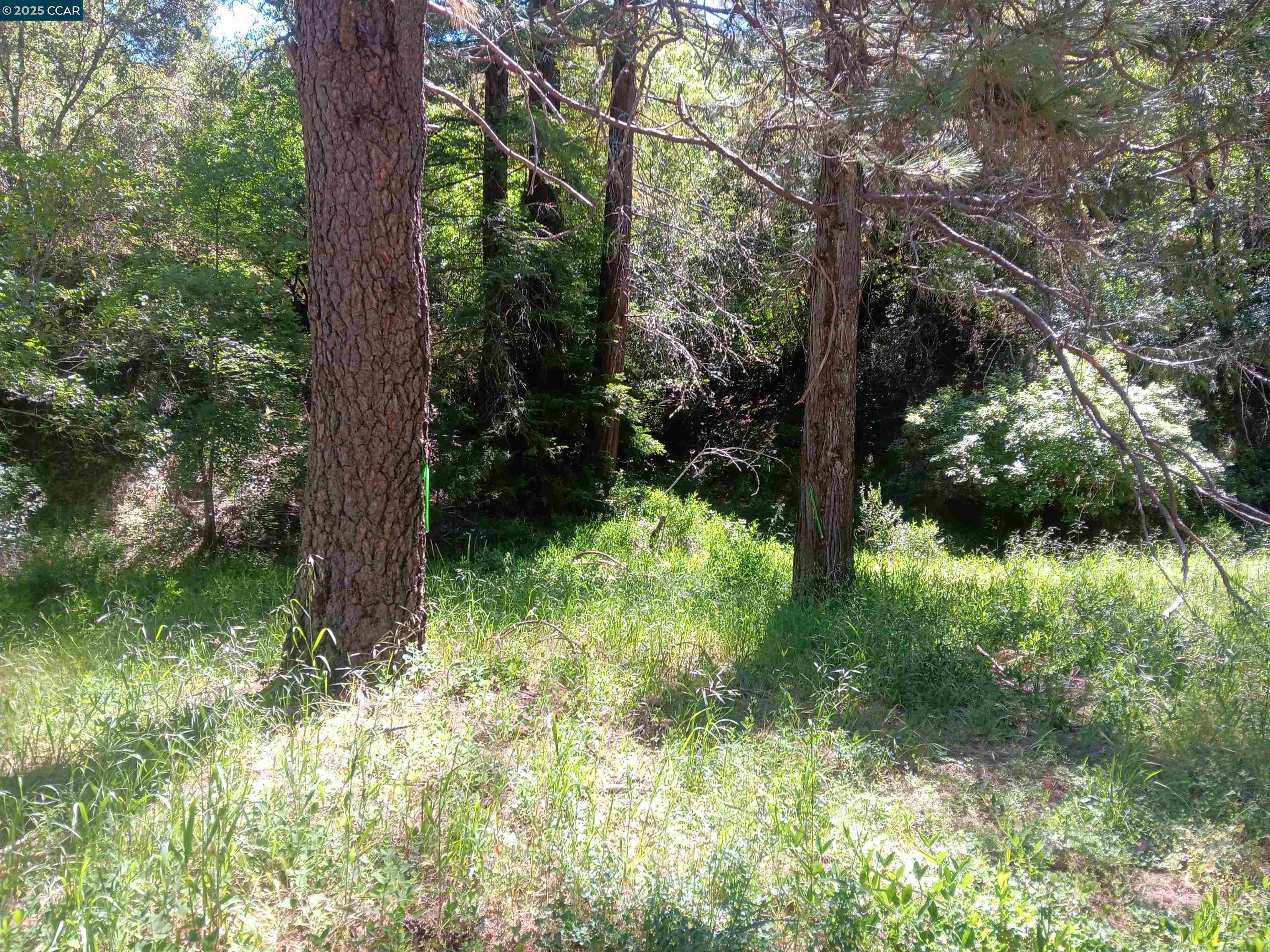 Detail Gallery Image 5 of 11 For 56025 Highway 101, Laytonville,  CA 95454 - – Beds | – Baths