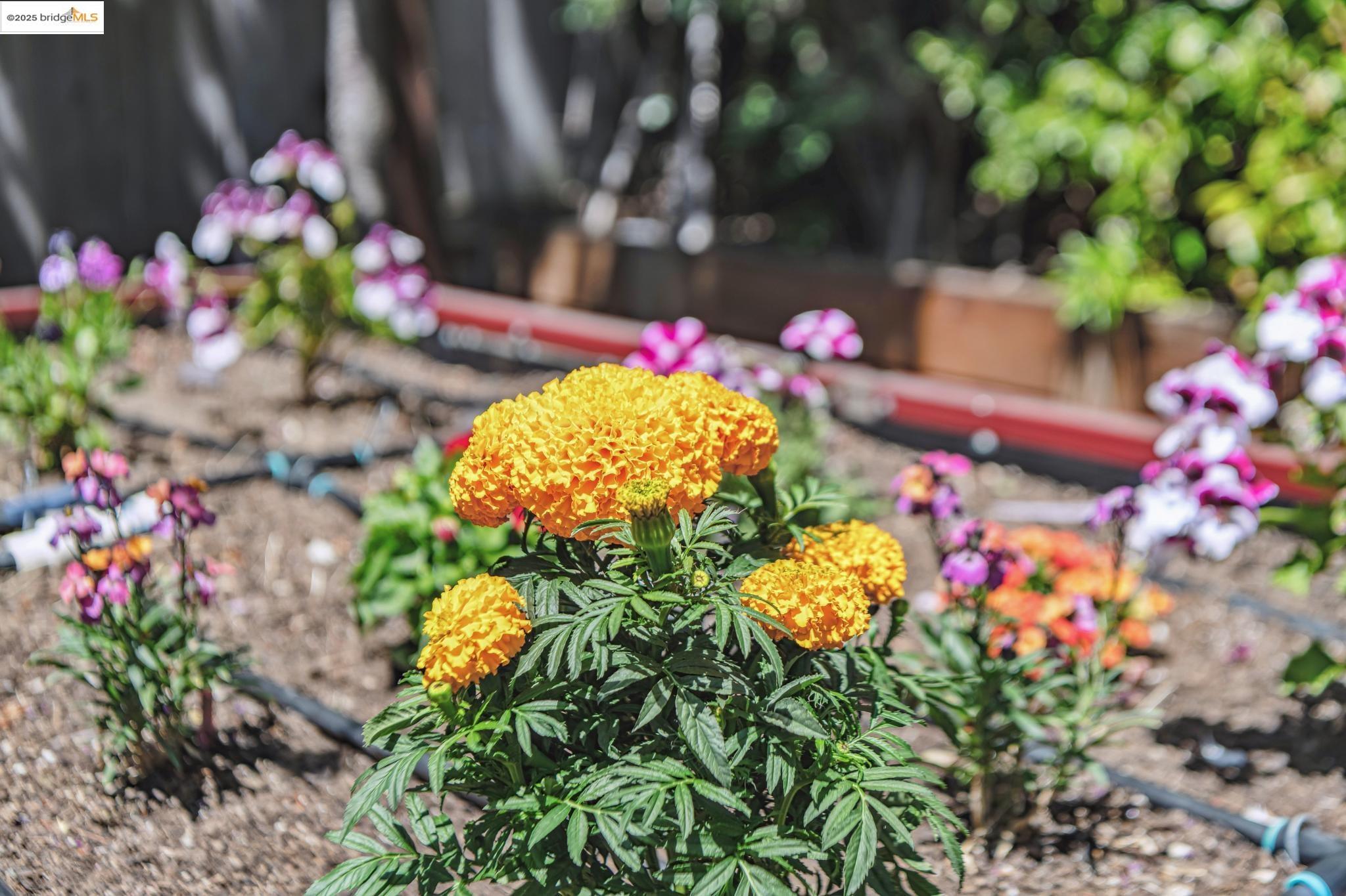 Detail Gallery Image 32 of 51 For 2335 10th St #C,  Berkeley,  CA 94710 - 2 Beds | 1 Baths