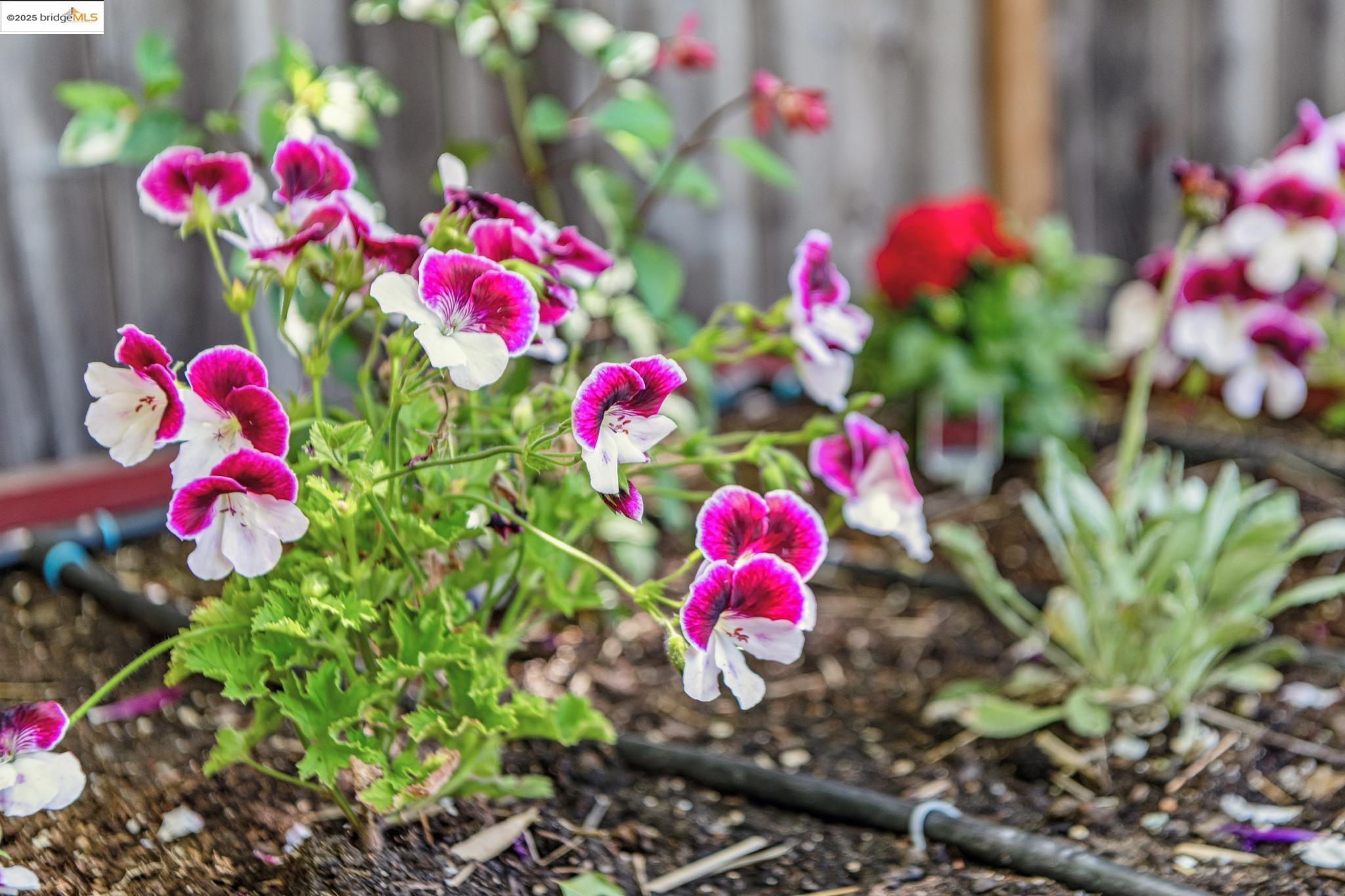 Detail Gallery Image 33 of 51 For 2335 10th St #C,  Berkeley,  CA 94710 - 2 Beds | 1 Baths