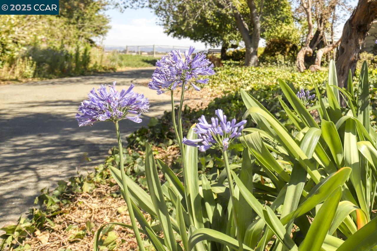Detail Gallery Image 53 of 56 For 1349 Eastshore Dr, Alameda,  CA 94501 - 3 Beds | 3 Baths