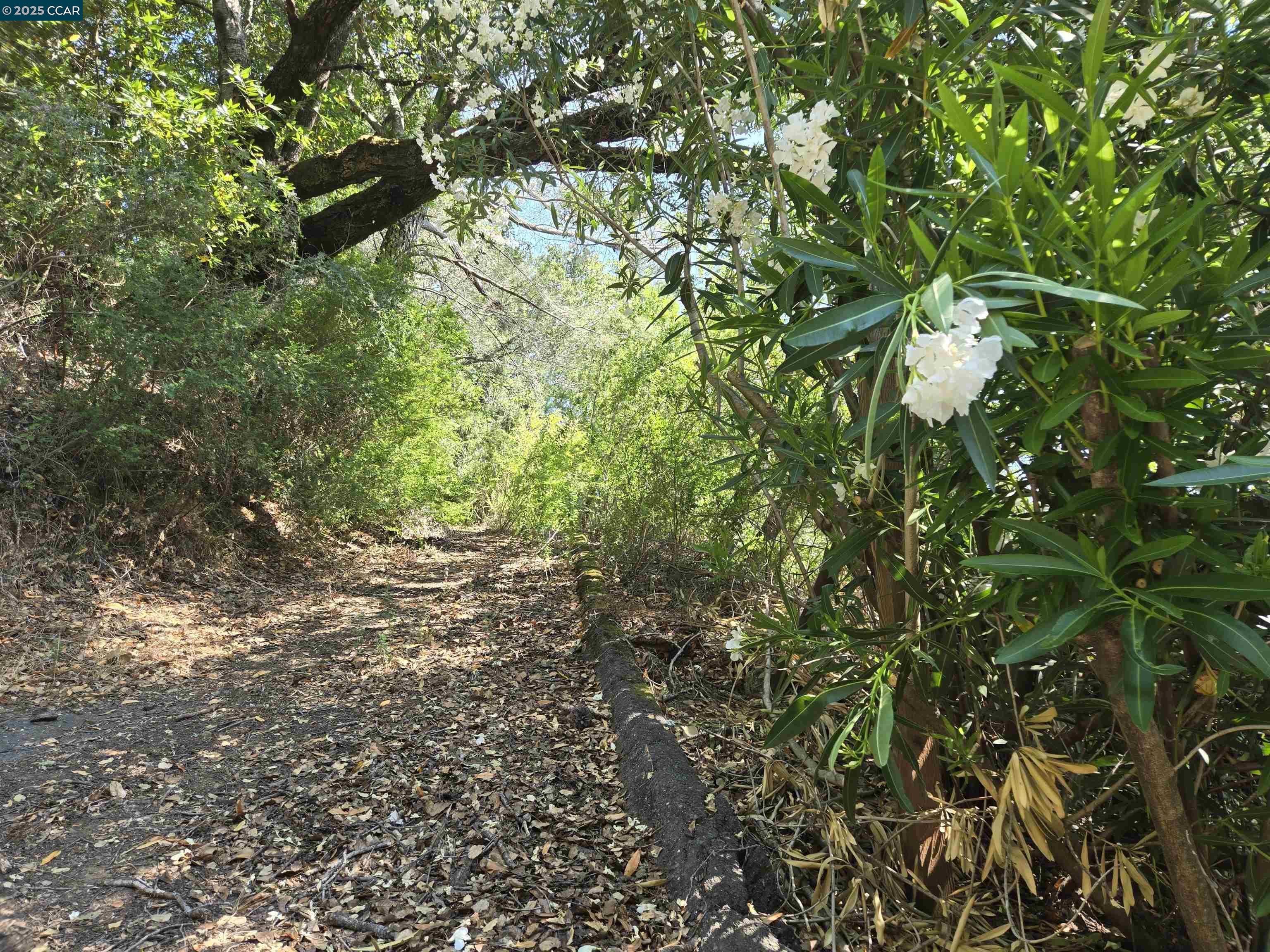100 Black Log Rd, Kentfield, California 94904, ,Land,For Sale,100 Black Log Rd,41103216