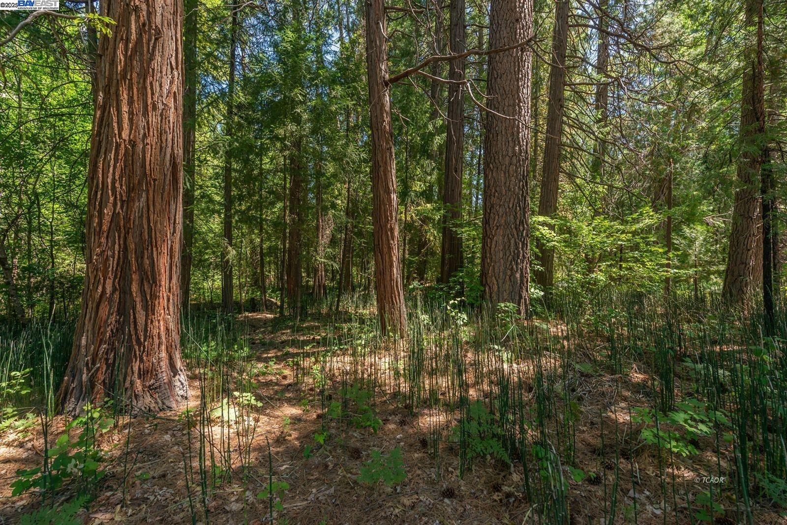 30 Dorleska Ct., Trinity Center, California 96091, 2 Bedrooms Bedrooms, 8 Rooms Rooms,2 BathroomsBathrooms,Residential,For Sale,30 Dorleska Ct.,41103242