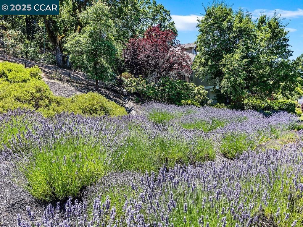 Detail Gallery Image 53 of 60 For 27 Toledo Dr, Lafayette,  CA 94549 - 5 Beds | 3/1 Baths