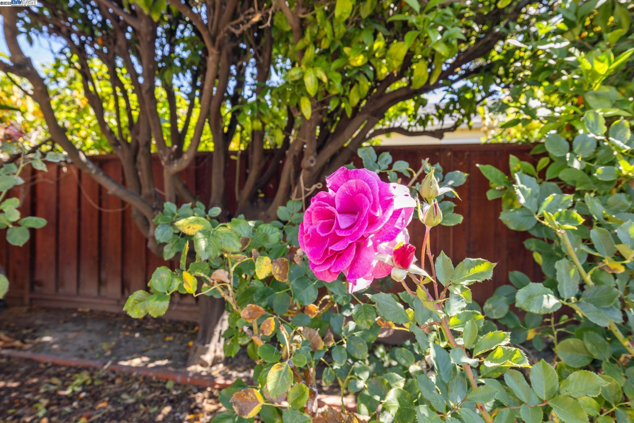 Detail Gallery Image 56 of 58 For 1943 Vining Dr, San Leandro,  CA 94579 - 3 Beds | 2 Baths