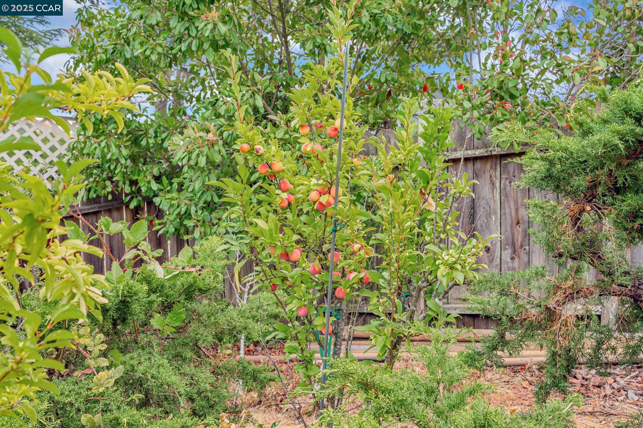 Detail Gallery Image 39 of 39 For 92 Gaywood Pl, Moraga,  CA 94556 - 4 Beds | 2 Baths