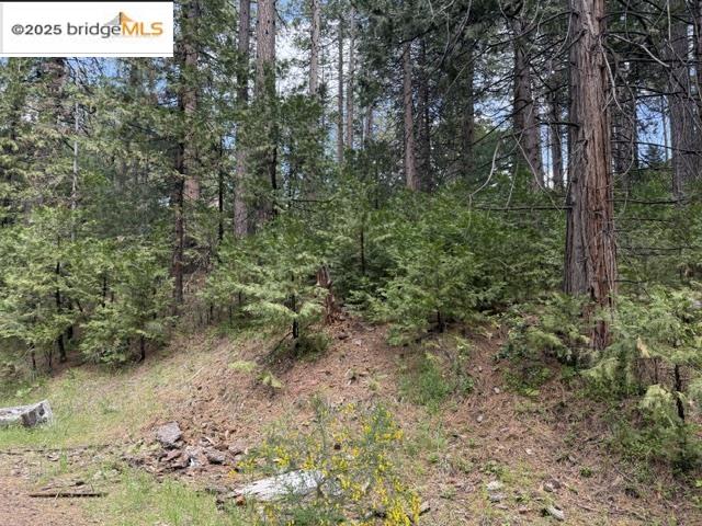 Detail Gallery Image 3 of 7 For 0000 Cedar Pines Ave, Twain Harte,  CA 95383 - – Beds | – Baths