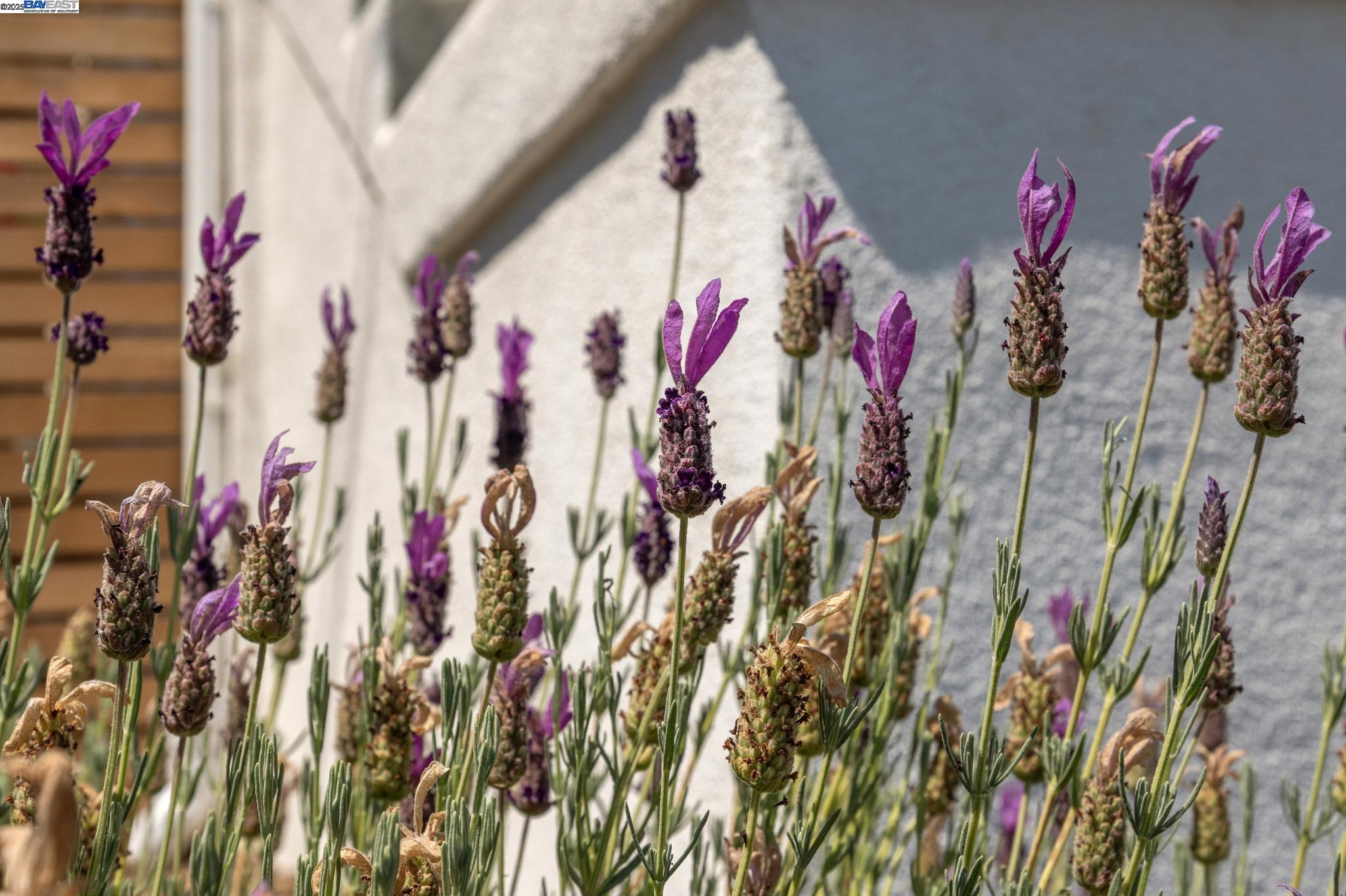 Detail Gallery Image 3 of 55 For 2643 99th Ave, Oakland,  CA 94605 - 3 Beds | 2 Baths
