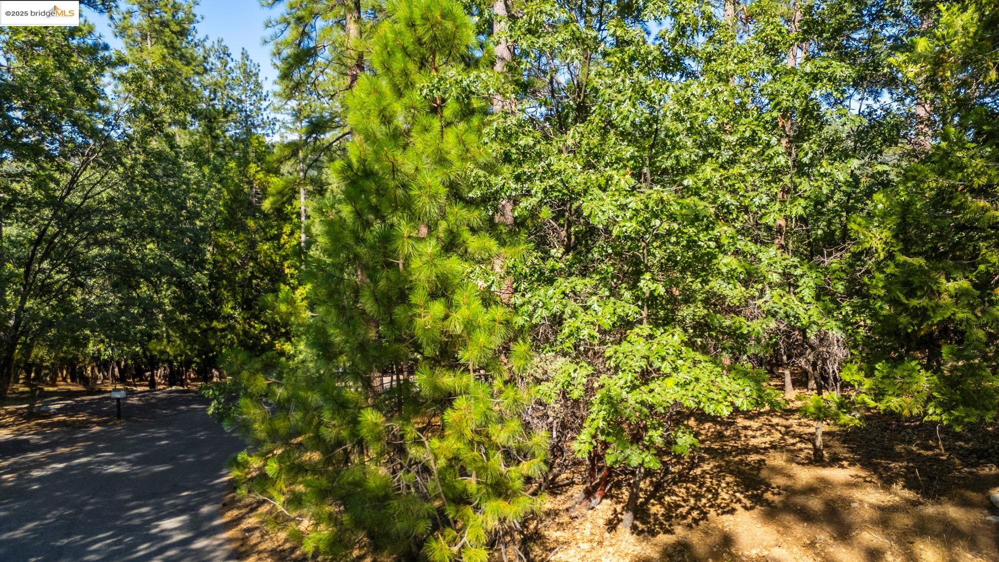 Detail Gallery Image 1 of 10 For 23983 Pack Trail Rd, Sonora,  CA 95370 - – Beds | – Baths