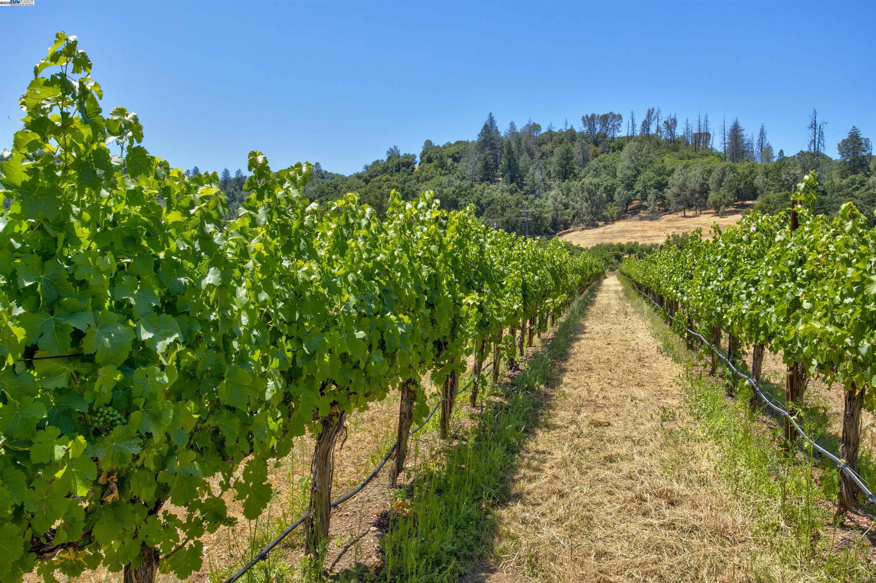 5281 Chiles Pope Valley Rd, Saint Helena, California 94574, 3 Bedrooms Bedrooms, ,2 BathroomsBathrooms,Residential,For Sale,5281 Chiles Pope Valley Rd,41105740