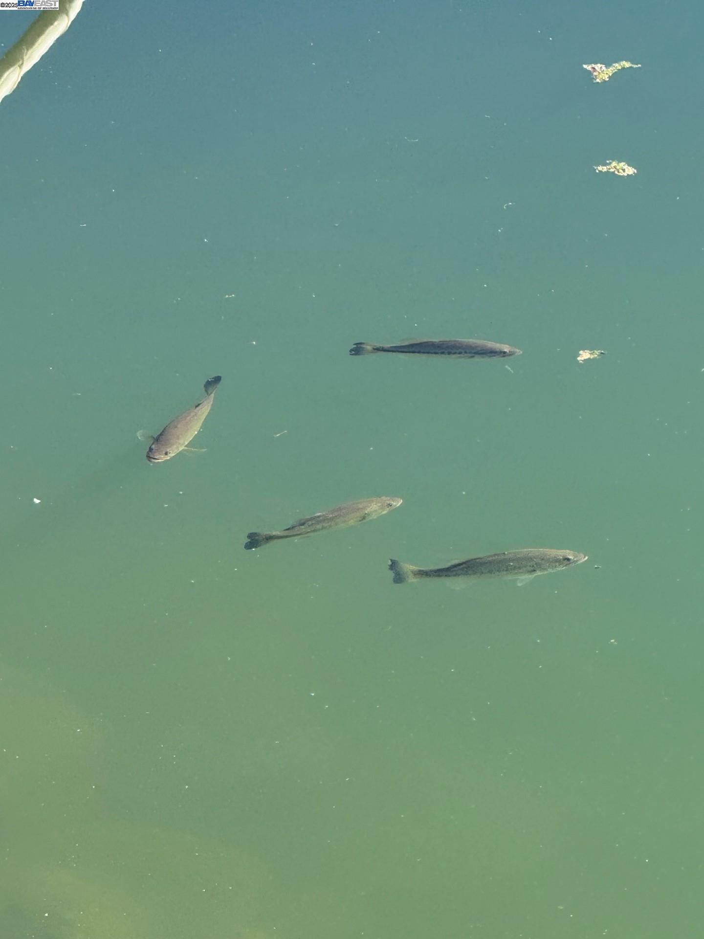 Photo #21: 41105907 Listing: Photo #21