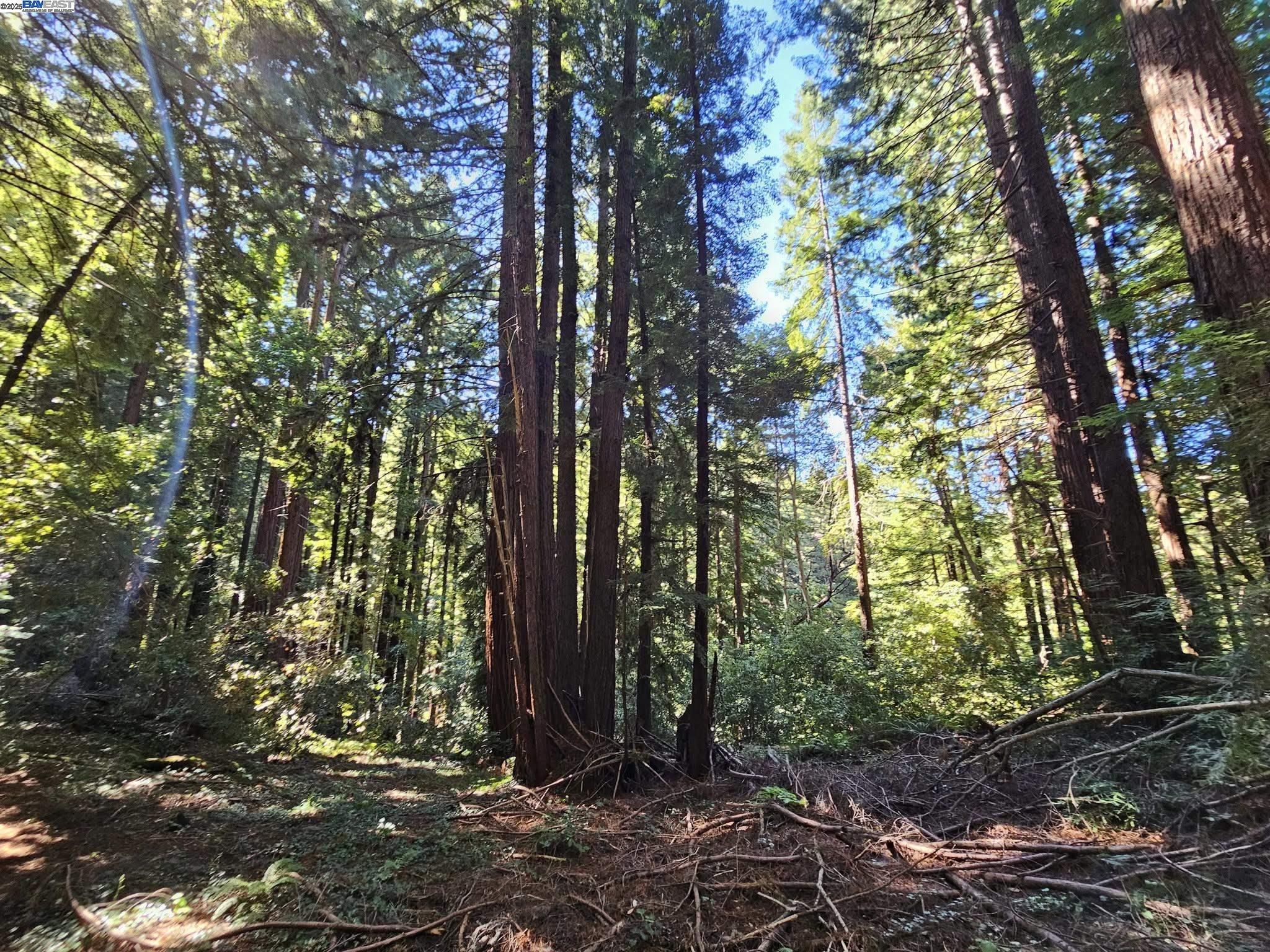 Lot26 Old La Honda Rd, Woodside, California 94062, ,Land,For Sale,Lot26 Old La Honda Rd,41106235