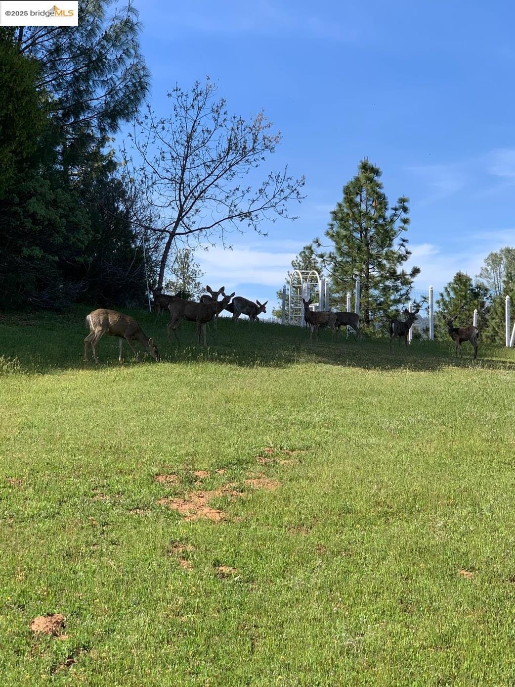 14781 Lakeside Dr, Sonora, California 95370, ,Land,For Sale,14781 Lakeside Dr,41106710