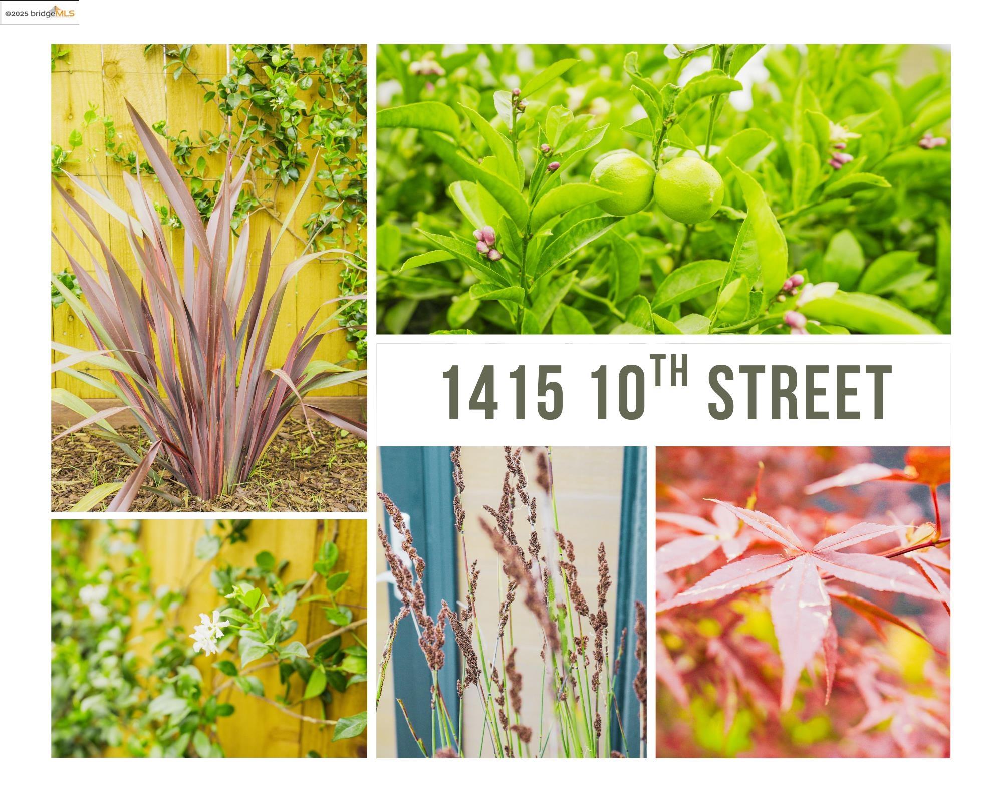 Detail Gallery Image 15 of 60 For 1415 10th St, Berkeley,  CA 94710 - 3 Beds | 3/1 Baths
