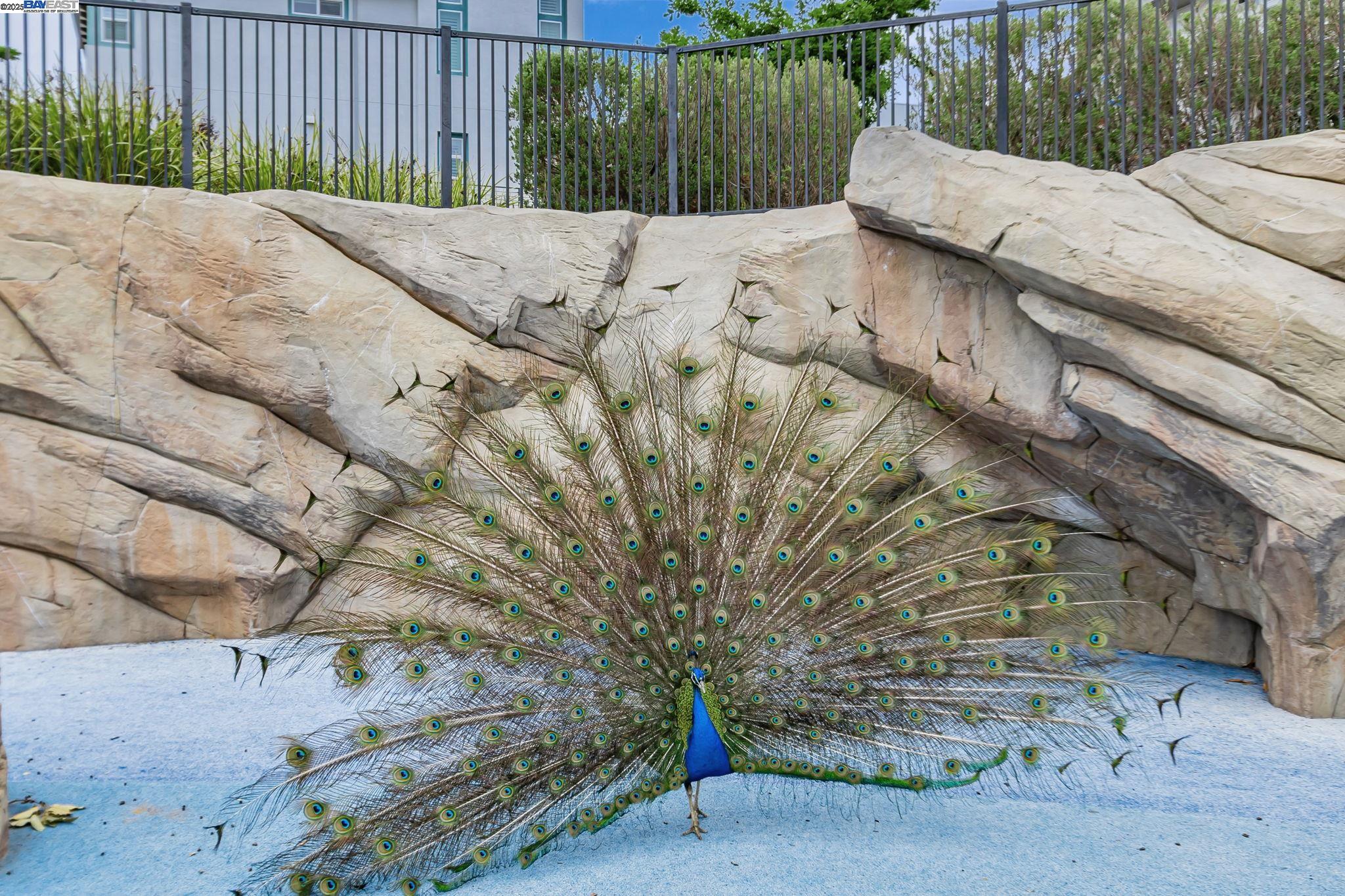 Detail Gallery Image 38 of 38 For 223 William Manly St #1,  San Jose,  CA 95136 - 3 Beds | 3 Baths