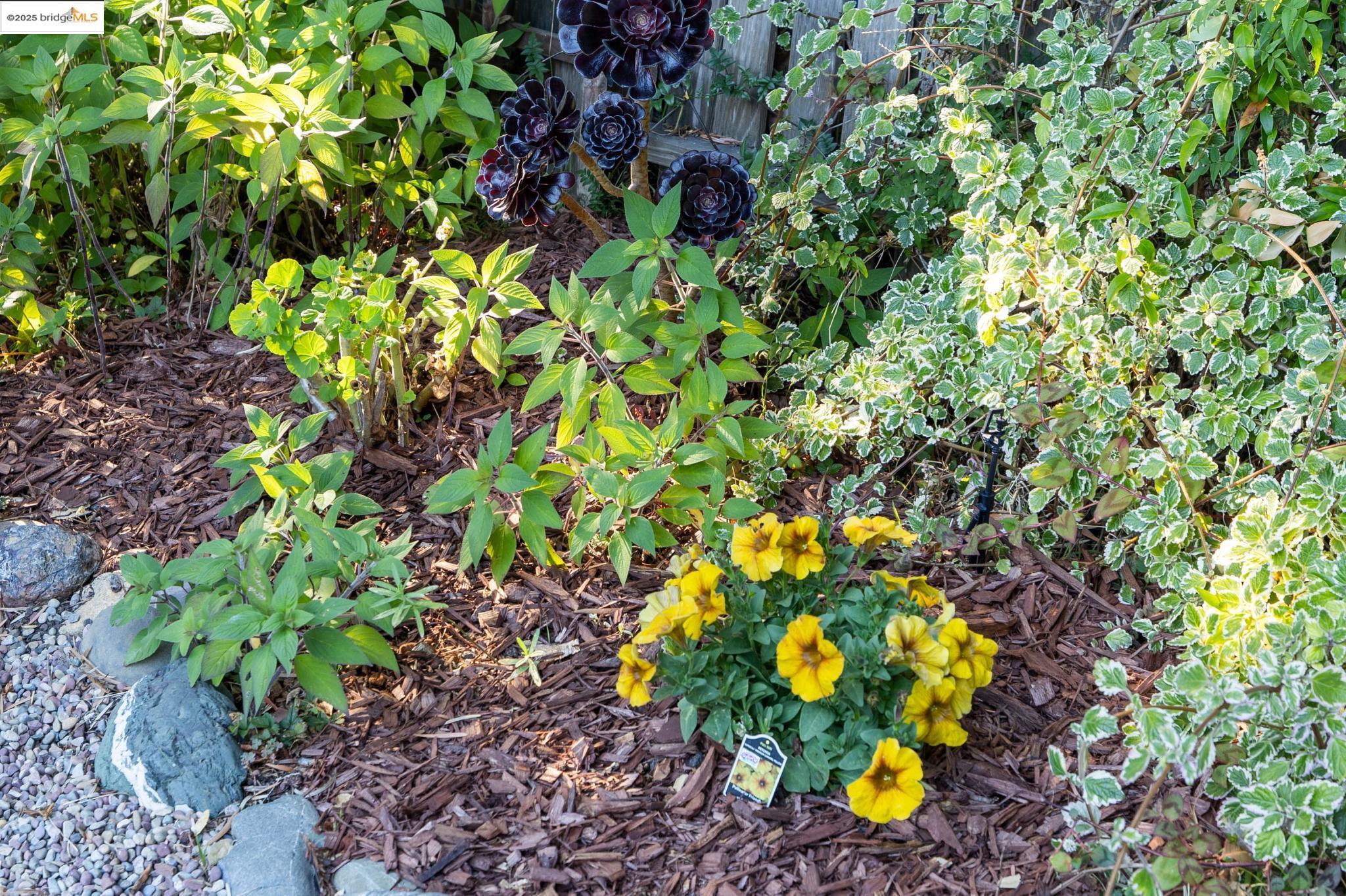 Detail Gallery Image 56 of 59 For 1622 Belvedere Ave, Berkeley,  CA 94702 - 2 Beds | 2/1 Baths