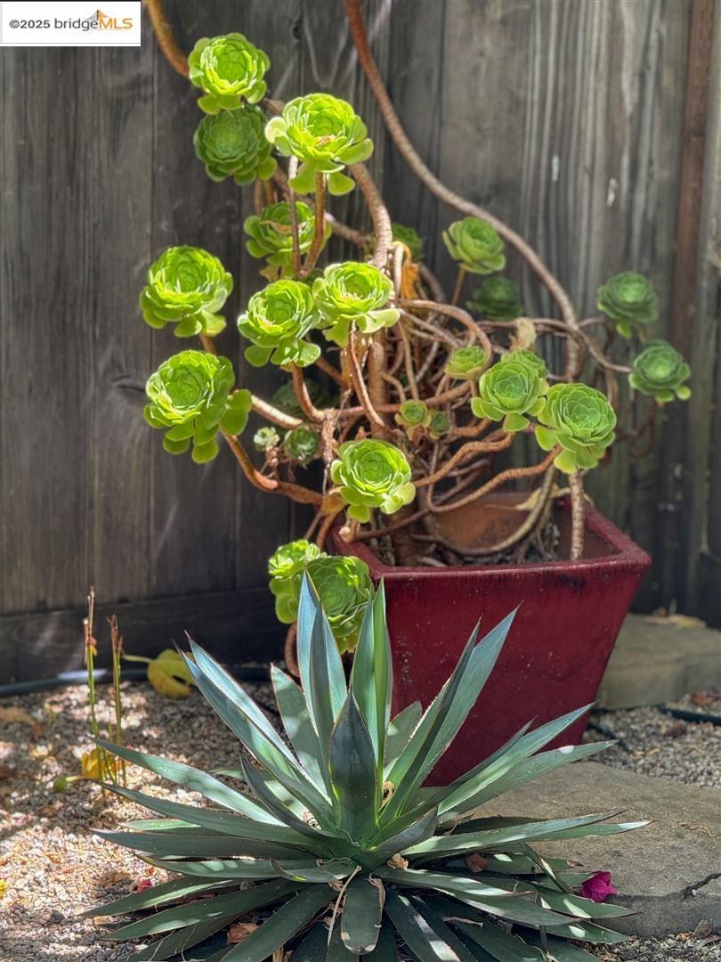 Detail Gallery Image 45 of 59 For 5524 Shattuck Ave, Oakland,  CA 94609 - 3 Beds | 2 Baths