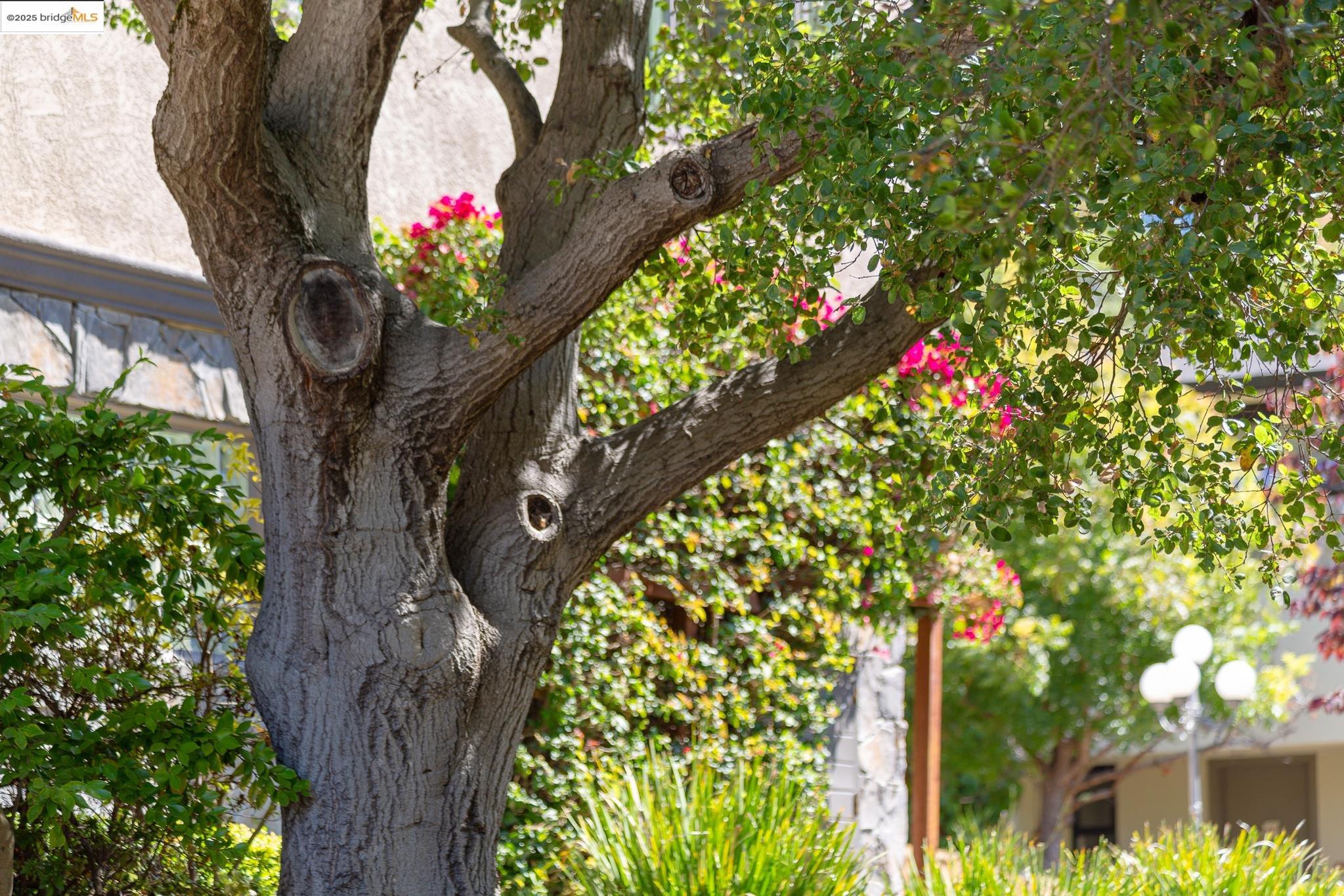 Detail Gallery Image 59 of 60 For 6330 Swainland Rd, Oakland,  CA 94611 - 5 Beds | 3/1 Baths