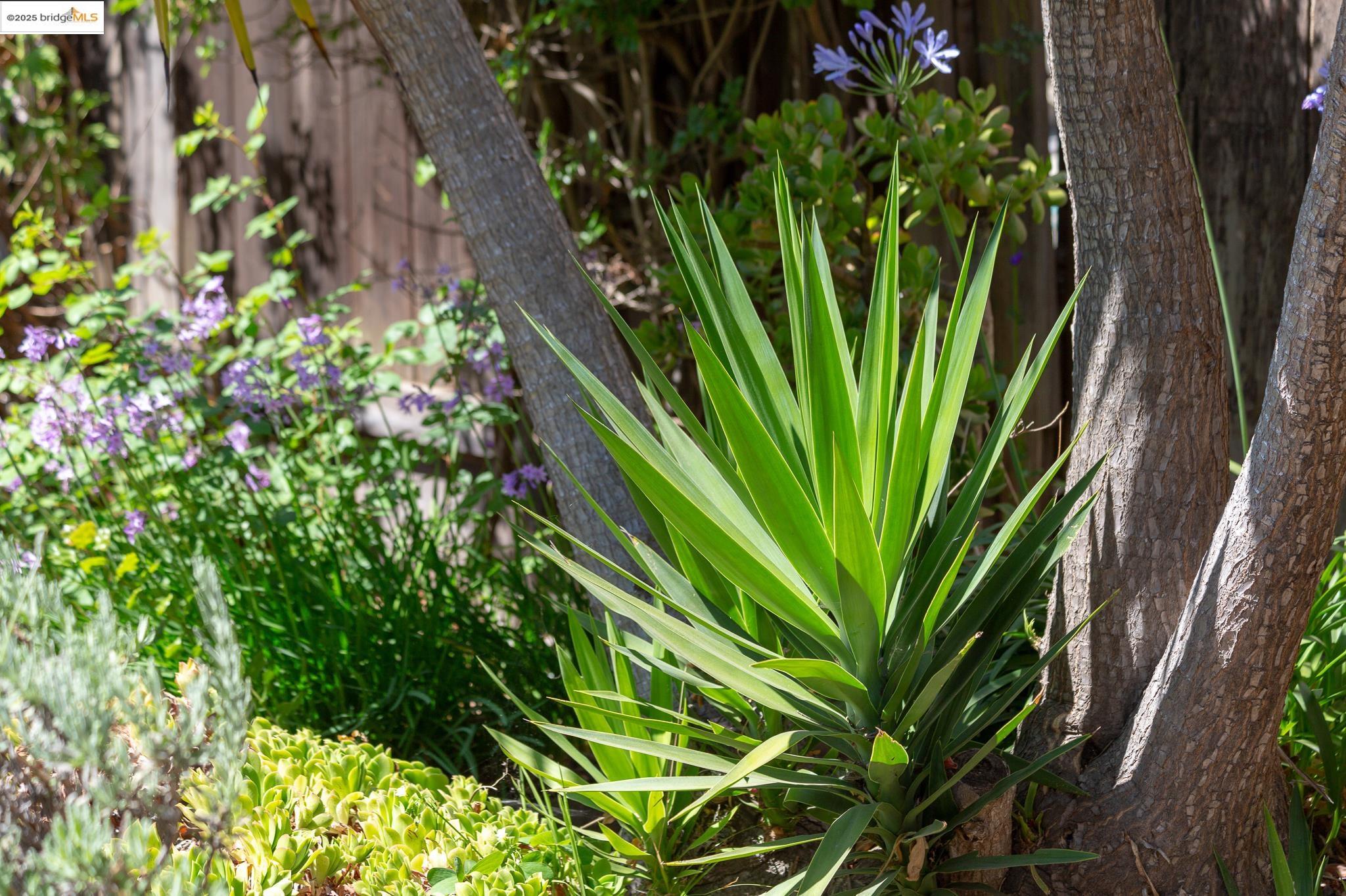 Detail Gallery Image 9 of 13 For 4210 Gilbert St, Oakland,  CA 94611 - – Beds | – Baths