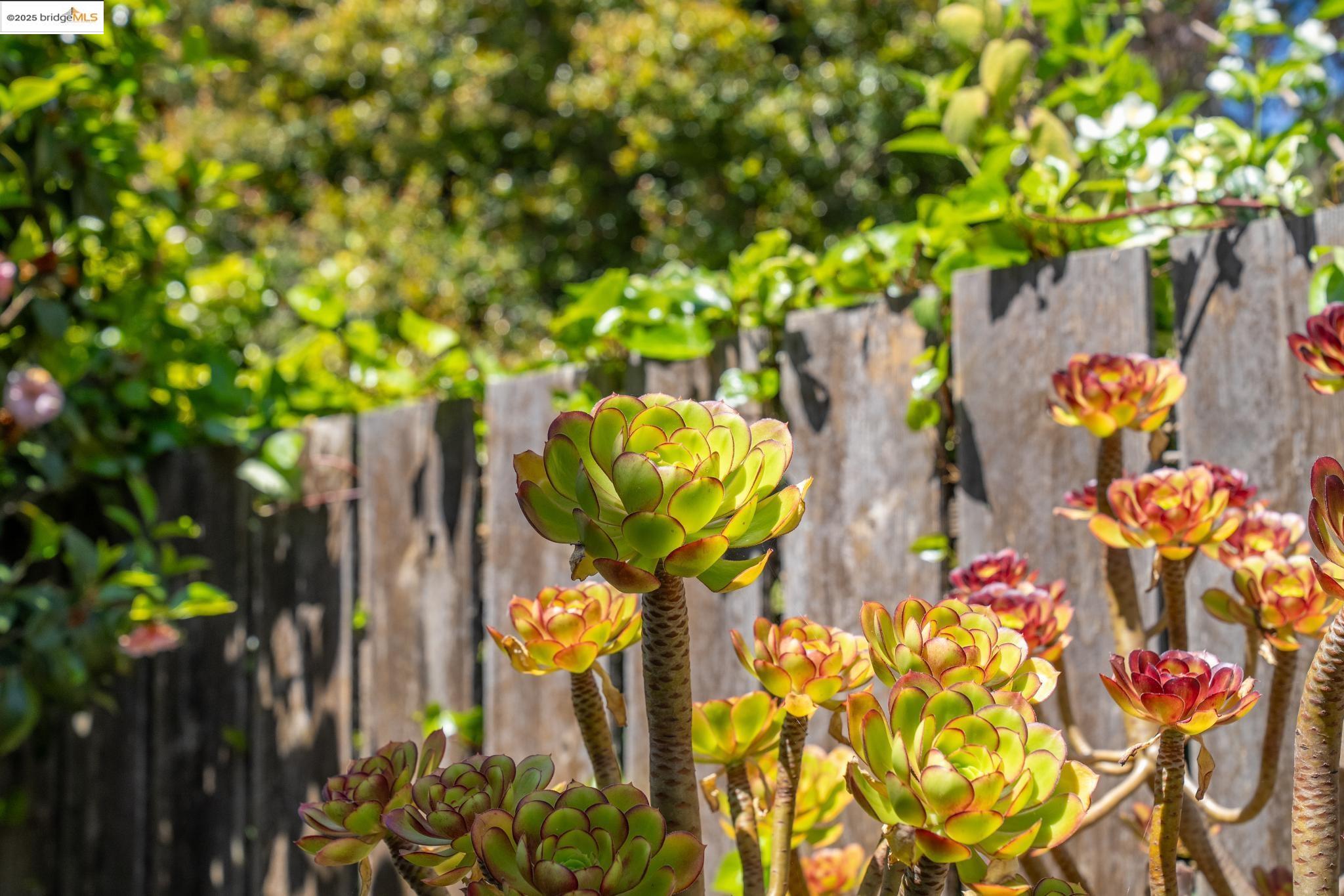 Detail Gallery Image 57 of 59 For 267 Columbia Ave, Kensington,  CA 94708 - 2 Beds | 2/2 Baths