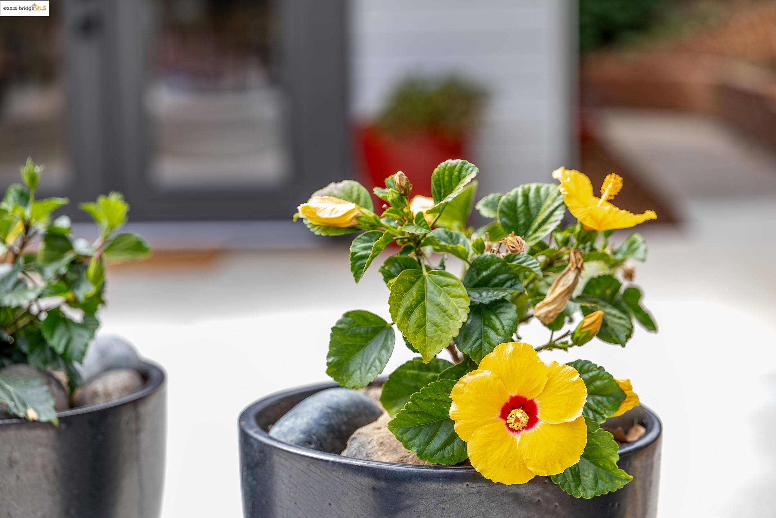 Detail Gallery Image 36 of 60 For 150 Santa Rita Dr, Walnut Creek,  CA 94596 - 3 Beds | 2 Baths