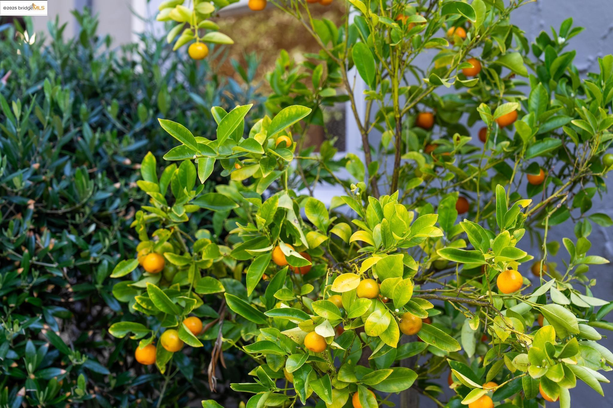 Detail Gallery Image 54 of 60 For 869 Lee Ave, San Leandro,  CA 94577 - 3 Beds | 2/1 Baths