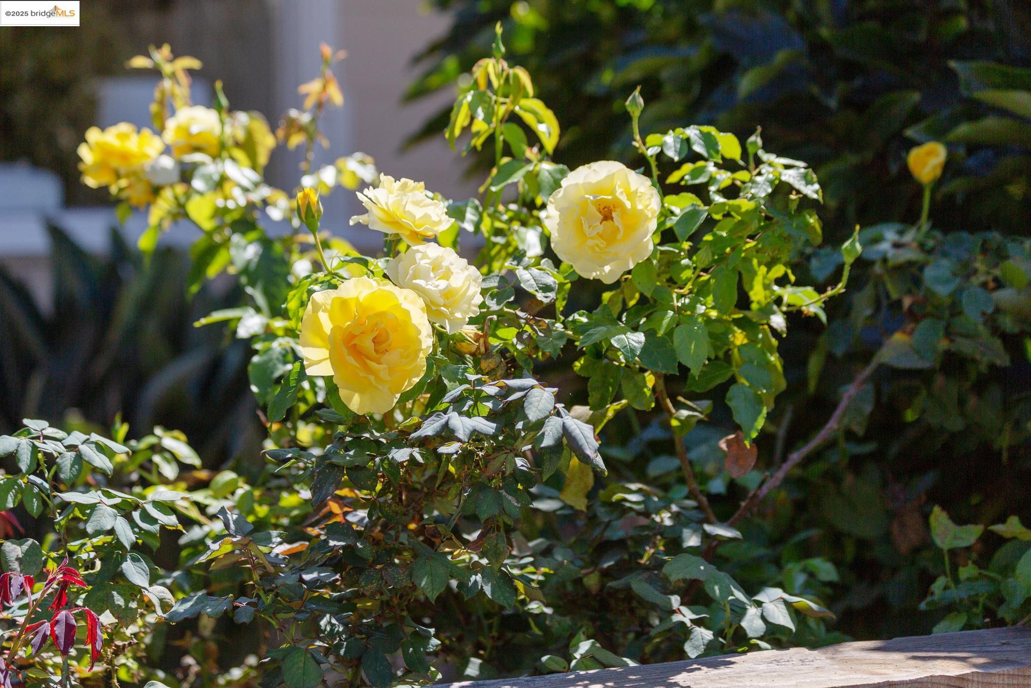 Detail Gallery Image 44 of 45 For 5626 Broadway, Oakland,  CA 94610 - 3 Beds | 1 Baths