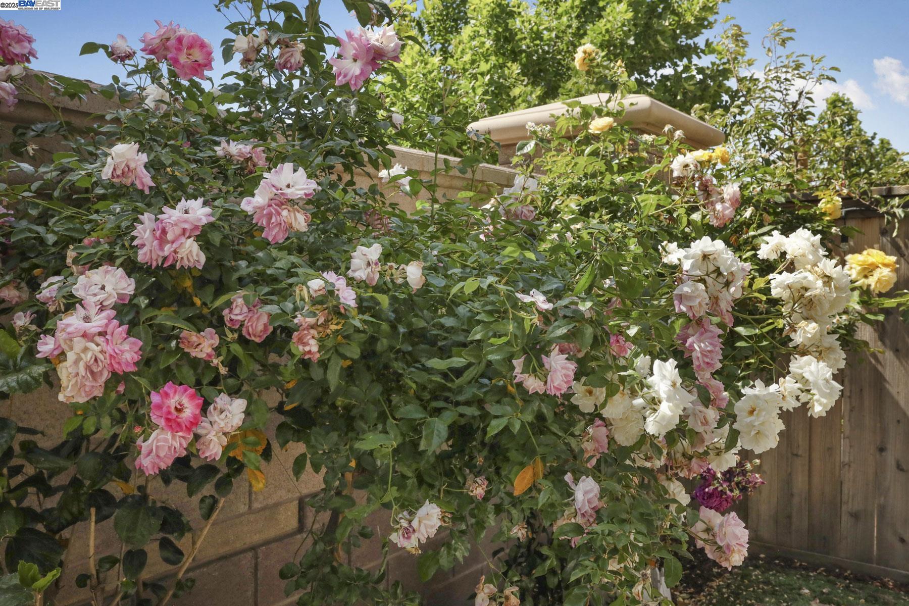 Detail Gallery Image 58 of 60 For 1503 S Oliveira Dr, Mountain House,  CA 95391 - 4 Beds | 3 Baths