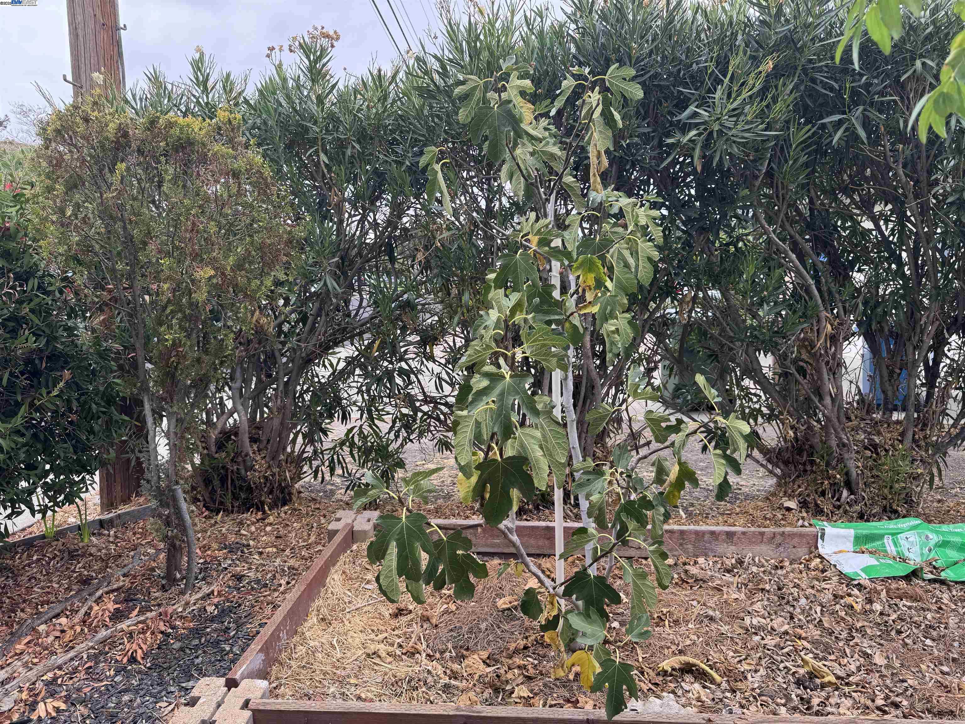 Detail Gallery Image 50 of 50 For 1241 Raymond Dr, Pacheco,  CA 94553 - 3 Beds | 2 Baths