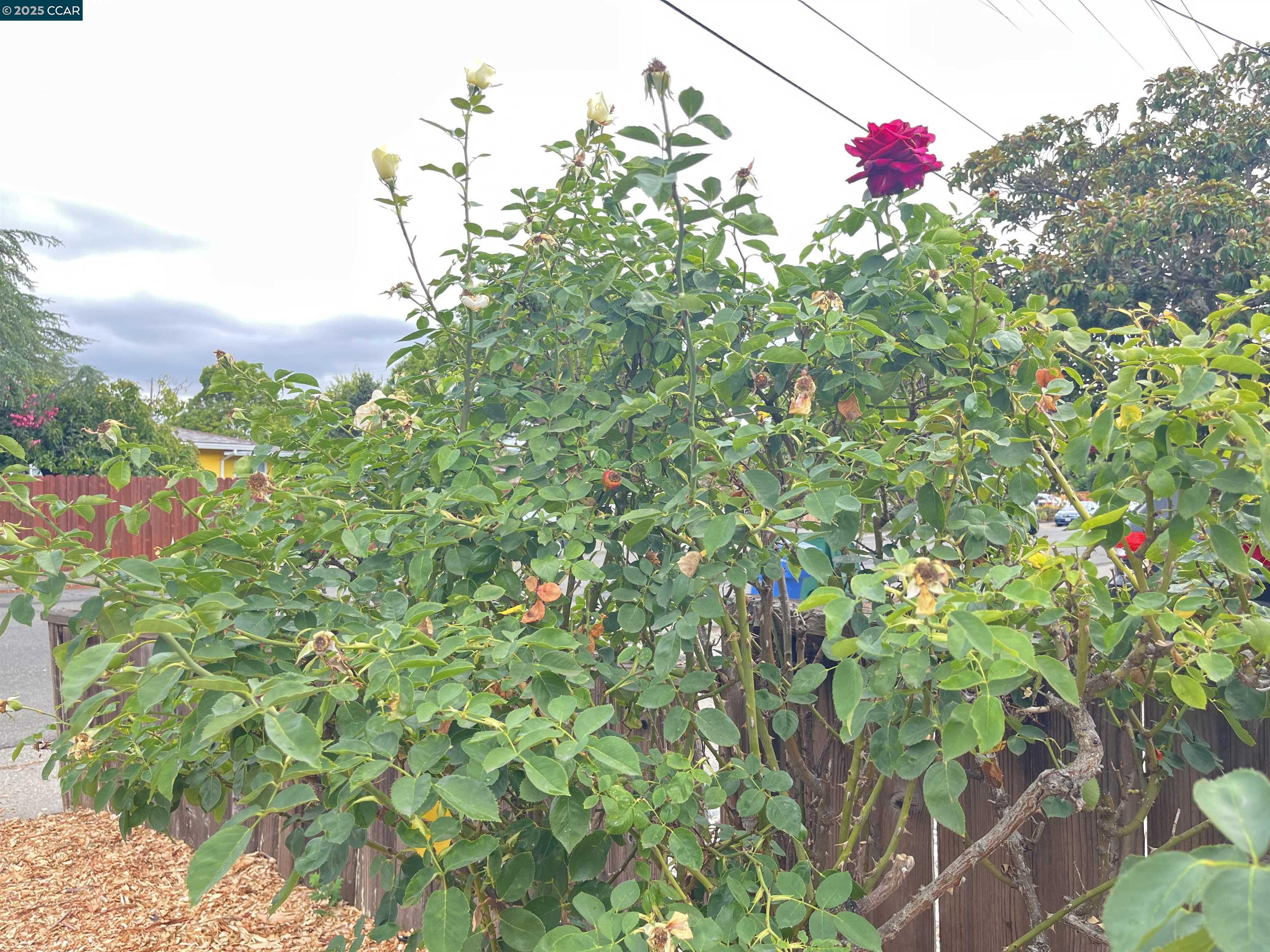 Detail Gallery Image 39 of 41 For 1665 Center Rd, Novato,  CA 94947 - 4 Beds | 2 Baths