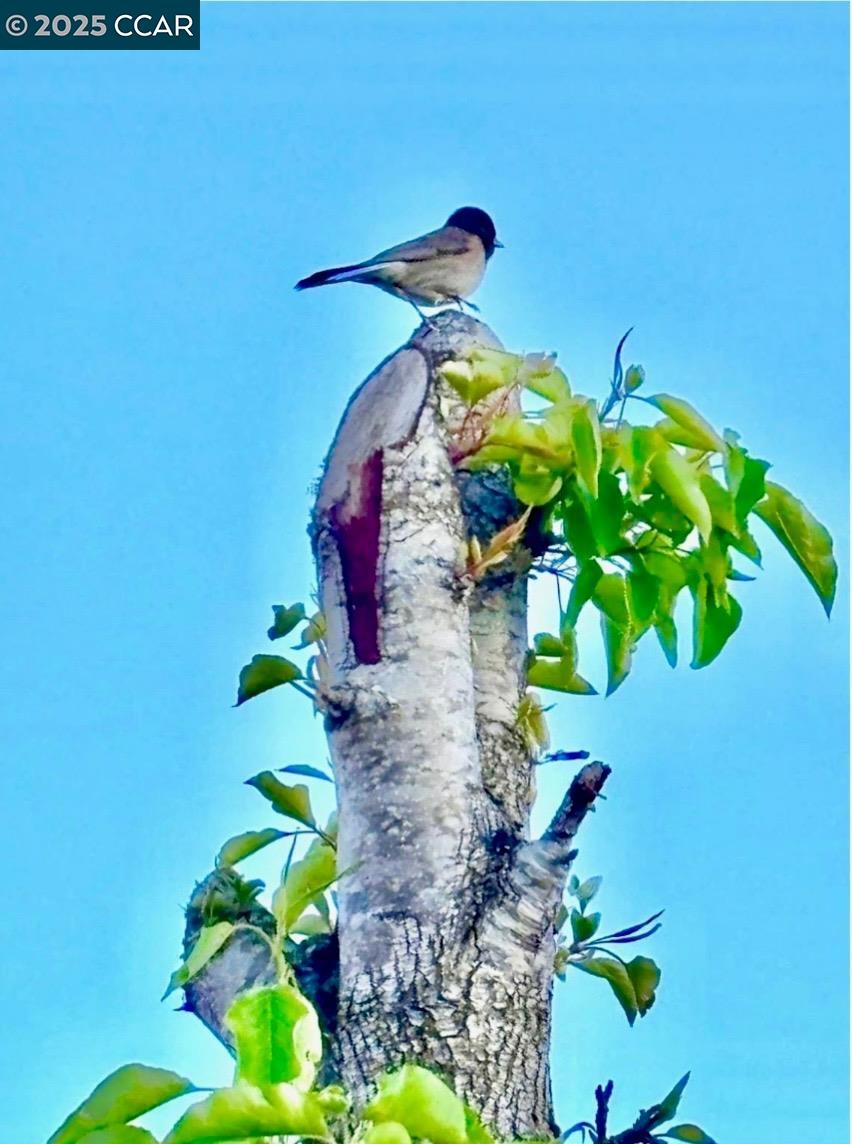 Detail Gallery Image 51 of 60 For 130 Arundel Dr, Hayward,  CA 94542 - 4 Beds | 3/1 Baths