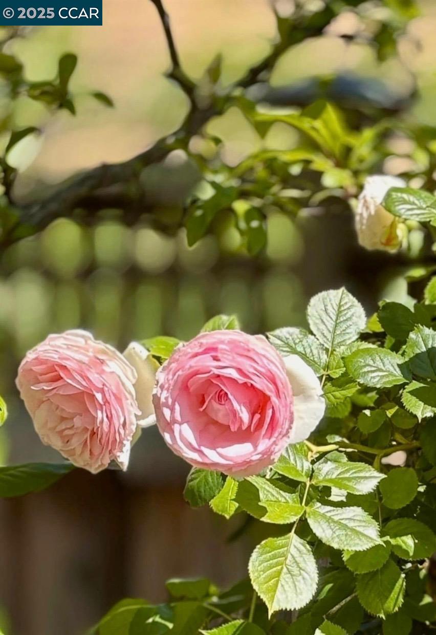 Detail Gallery Image 52 of 60 For 130 Arundel Dr, Hayward,  CA 94542 - 4 Beds | 3/1 Baths