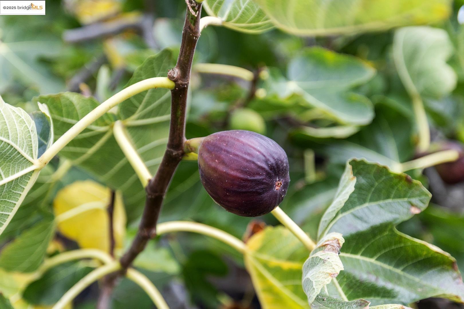 Detail Gallery Image 36 of 40 For 891 61st St, Oakland,  CA 94608 - 4 Beds | 2/1 Baths