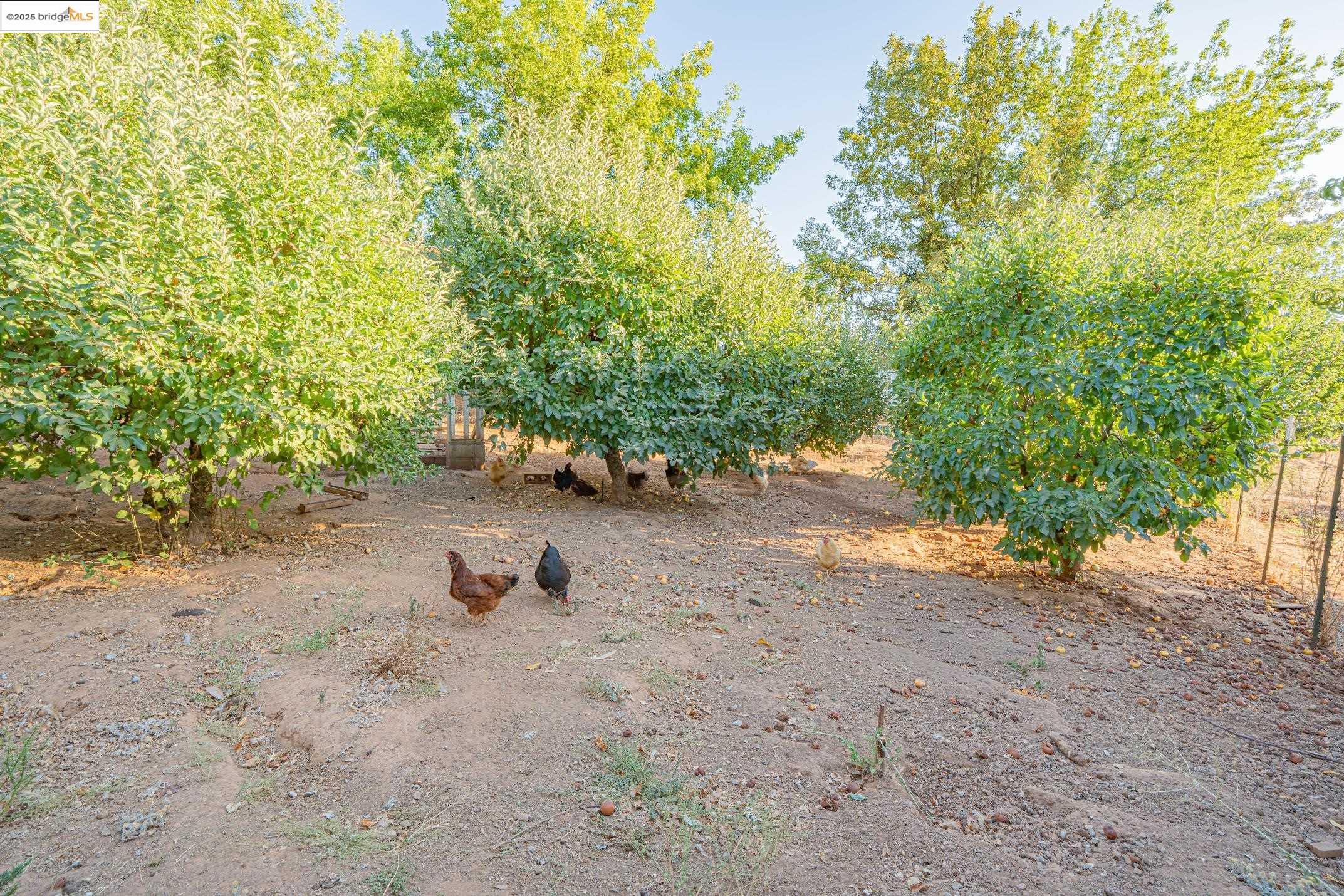 Detail Gallery Image 54 of 60 For 2245 Mills Ct, San Andreas,  CA 95249 - 4 Beds | 3/1 Baths