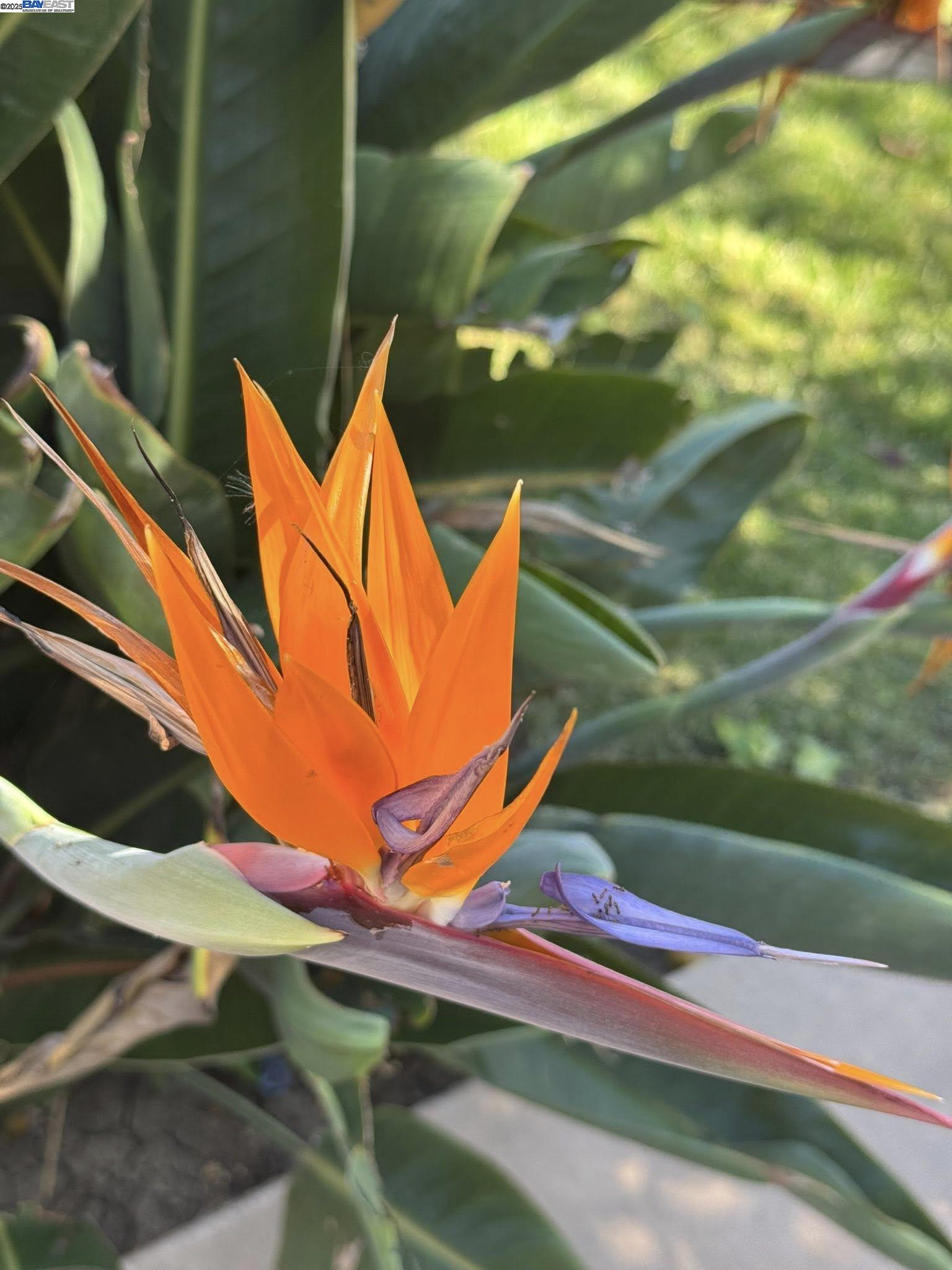 Detail Gallery Image 48 of 53 For 4359 Oakdale Pl, Pittsburg,  CA 94565 - 4 Beds | 2/1 Baths