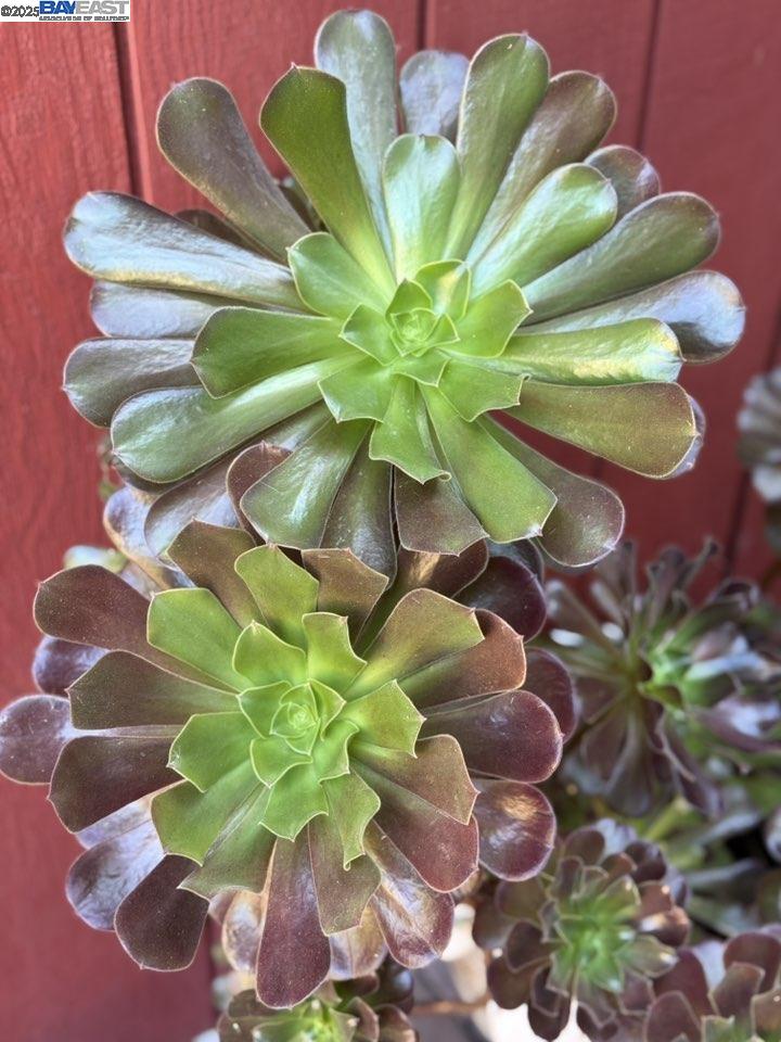 Detail Gallery Image 53 of 53 For 4359 Oakdale Pl, Pittsburg,  CA 94565 - 4 Beds | 2/1 Baths