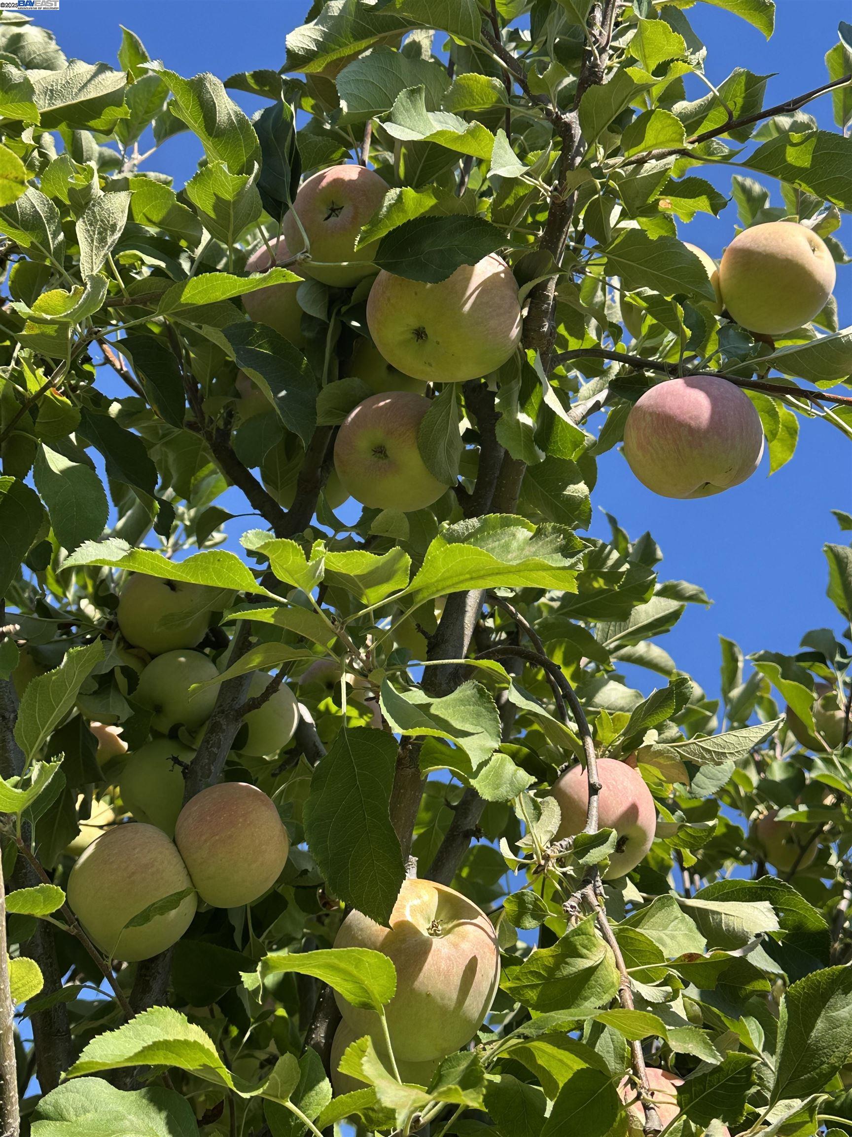 Detail Gallery Image 36 of 42 For 2845 Briarwood Dr, Livermore,  CA 94551 - 3 Beds | 2 Baths