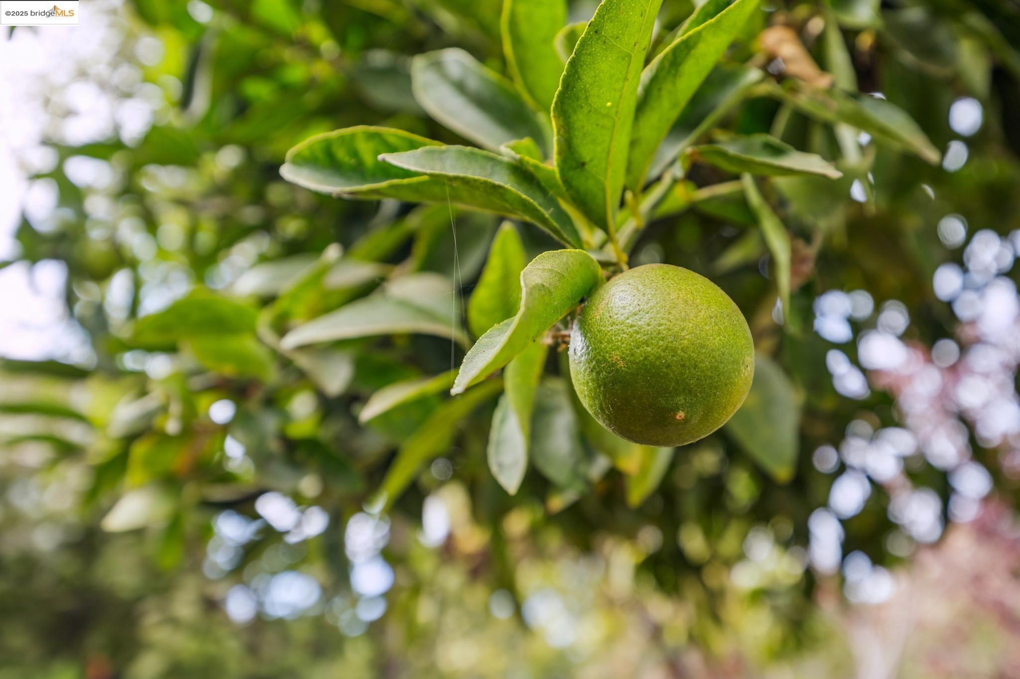 Detail Gallery Image 39 of 43 For 402 36th St, Oakland,  CA 94609 - 2 Beds | 2 Baths