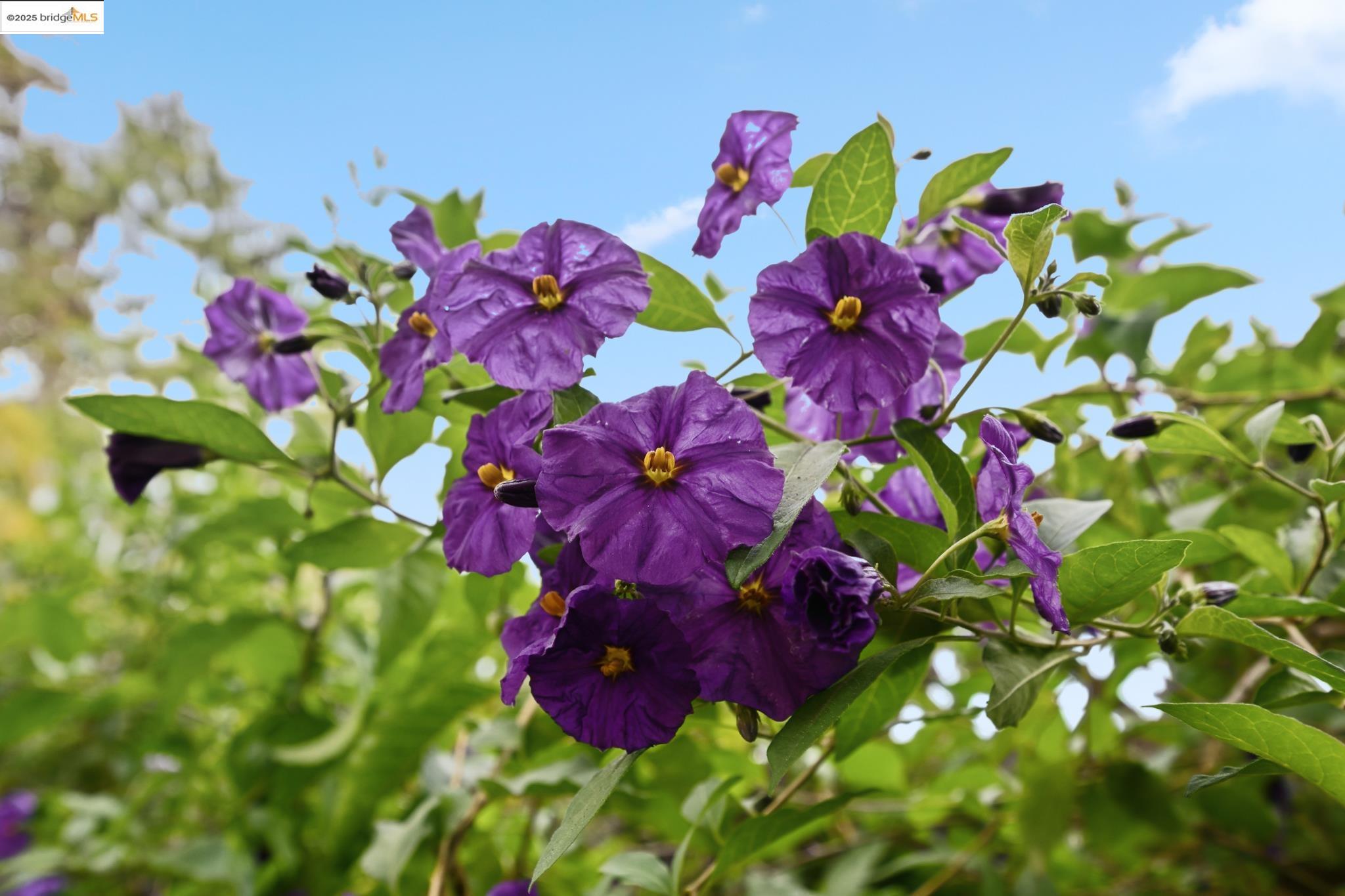 Detail Gallery Image 37 of 45 For 2918 Modesto Ave, Oakland,  CA 94619 - 2 Beds | 1 Baths