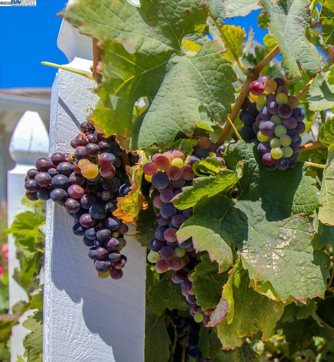 Detail Gallery Image 24 of 28 For 2105 Malbec Cmn, Livermore,  CA 94550 - 3 Beds | 2/1 Baths