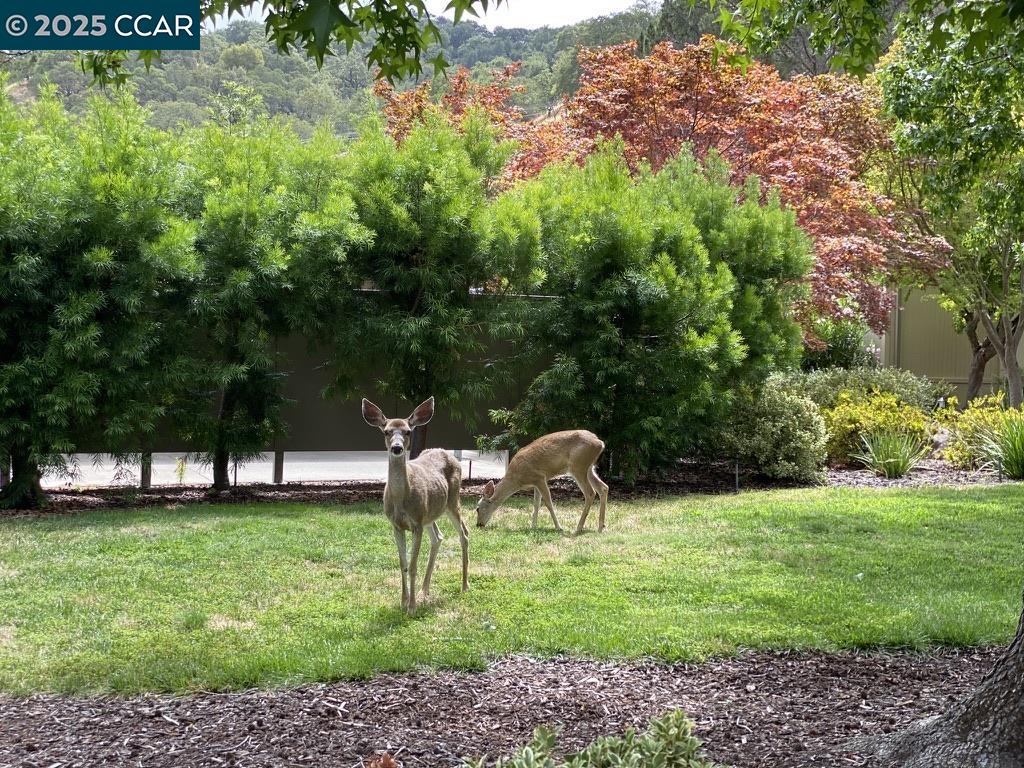 Photo #52: 41116063 Listing: Photo #52