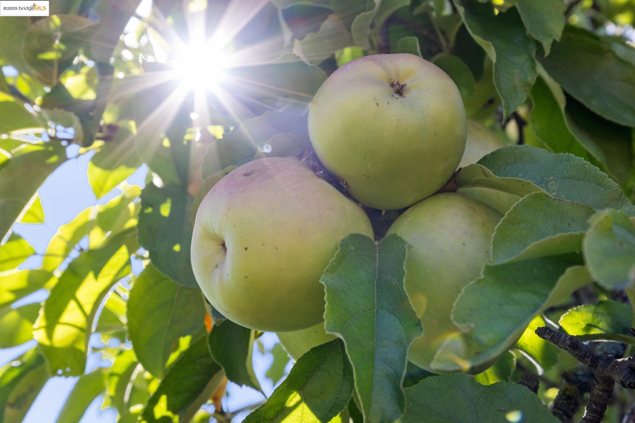 Detail Gallery Image 50 of 56 For 180 Maiden Lane, Oakland,  CA 94062 - 3 Beds | 2 Baths